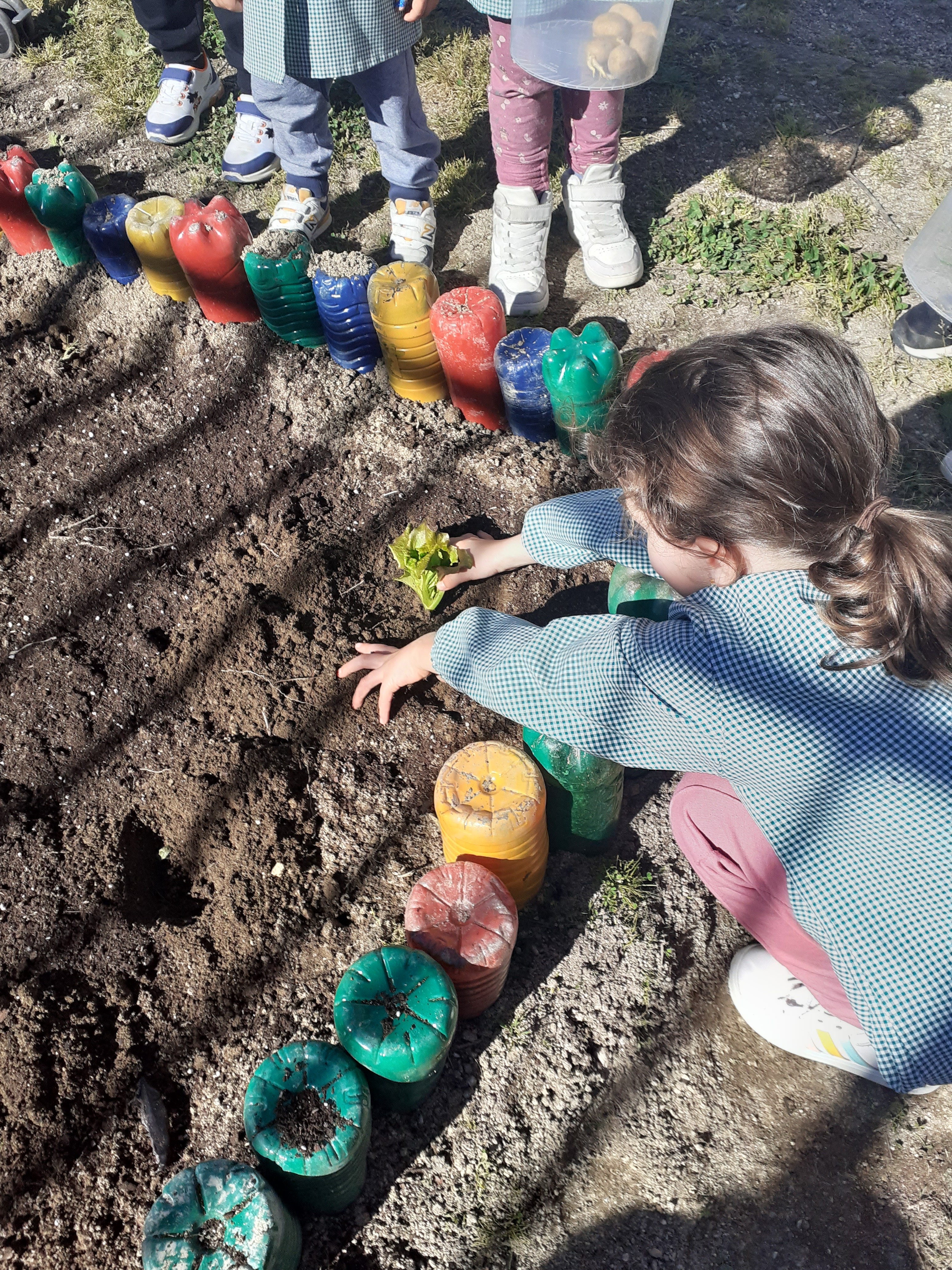 Plantação de alfaces na horta pelas crianças do Pré-Escolar.