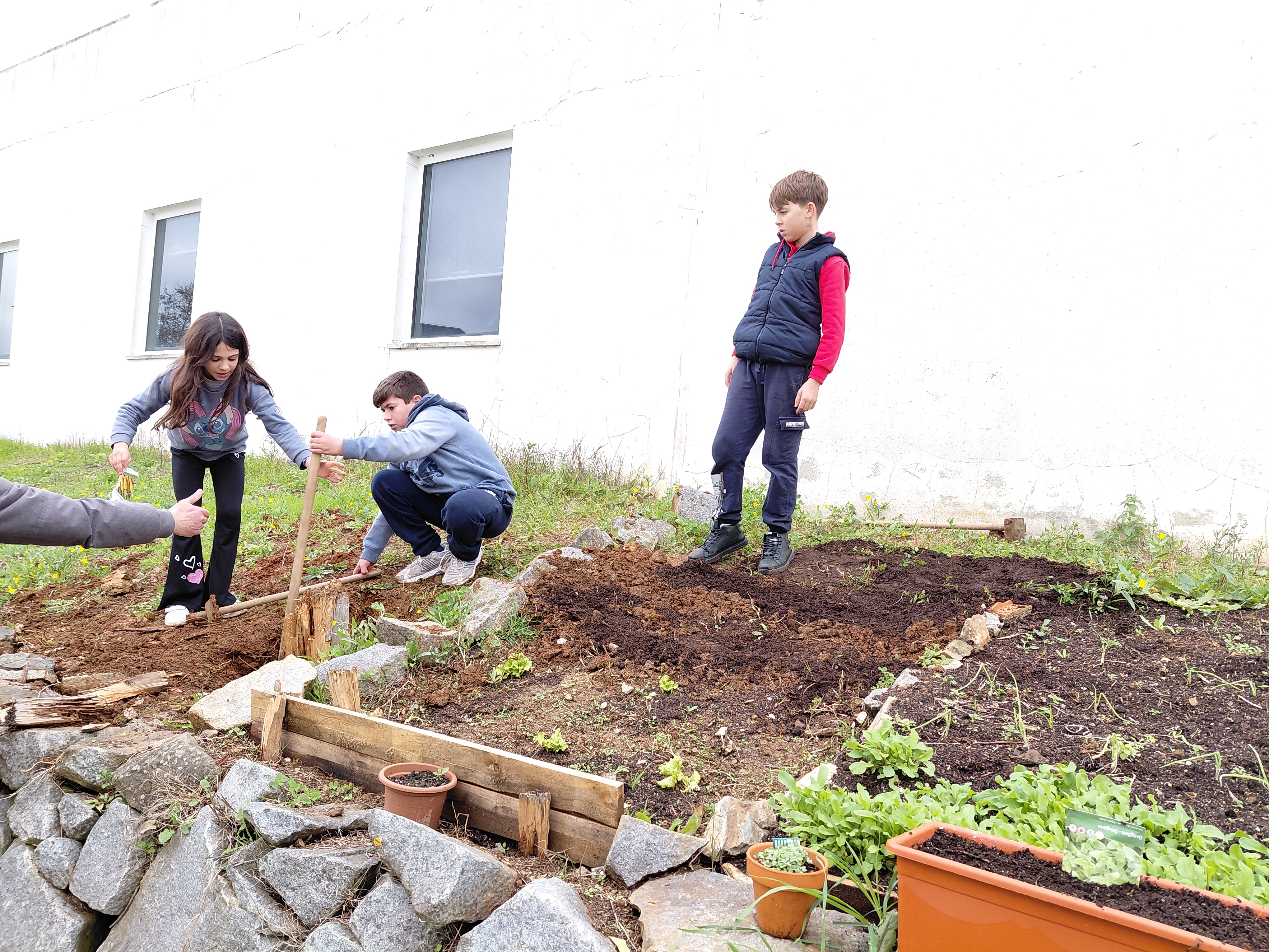 Eliminação de uma árvore cortada para criar outro talhão para a nossa horta.