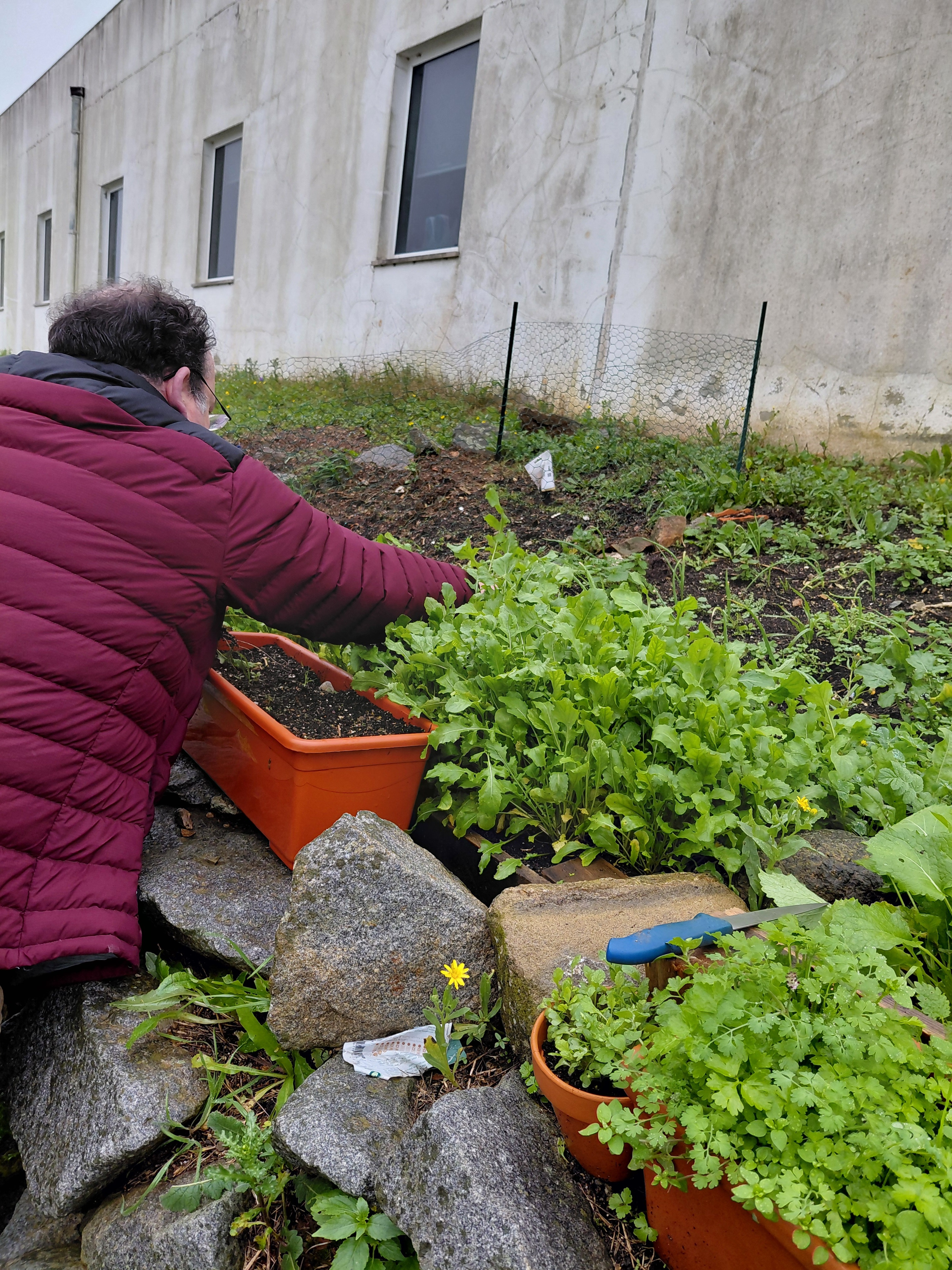 Plantação de rúcula,