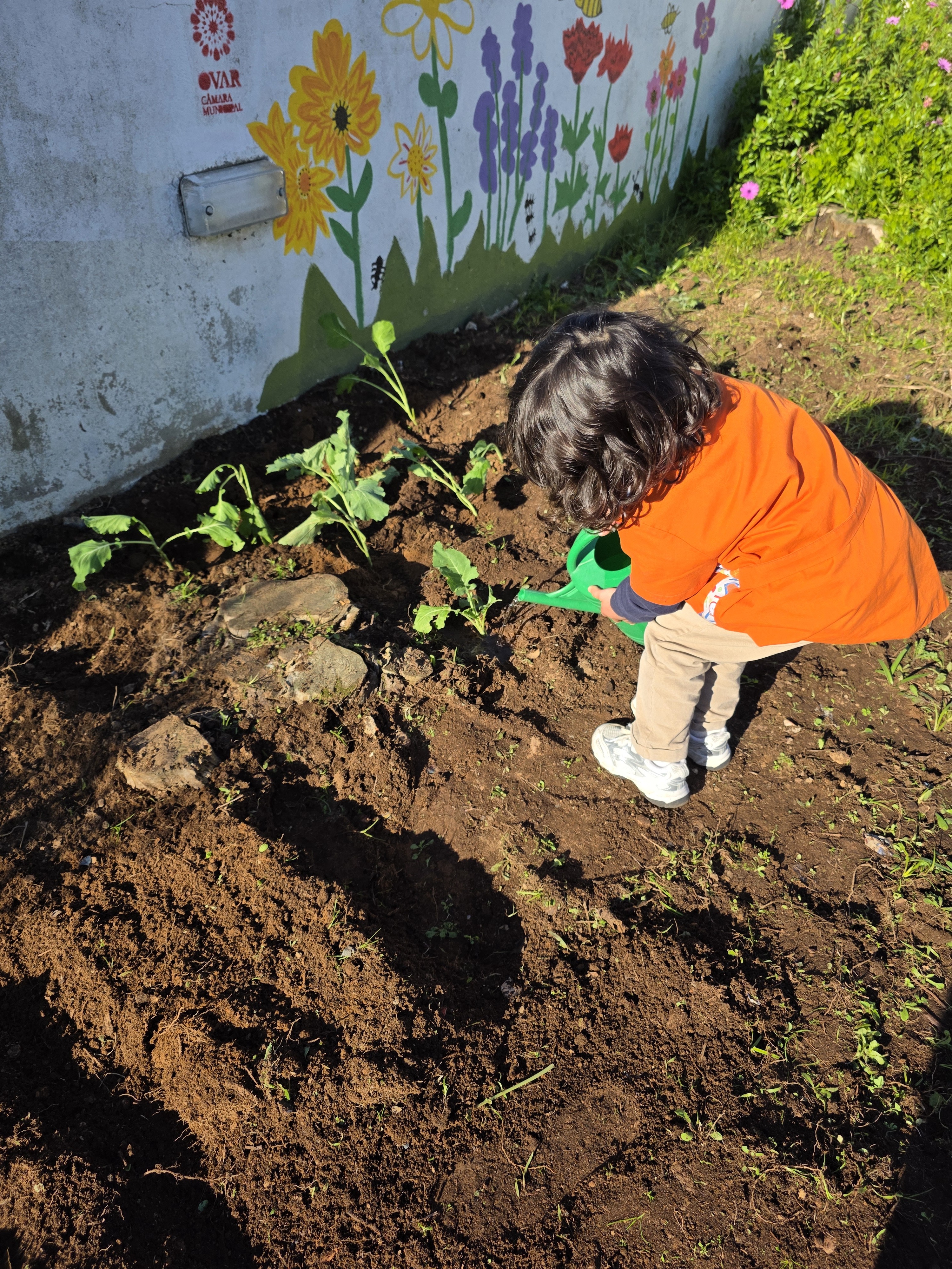 A regar a plantação.