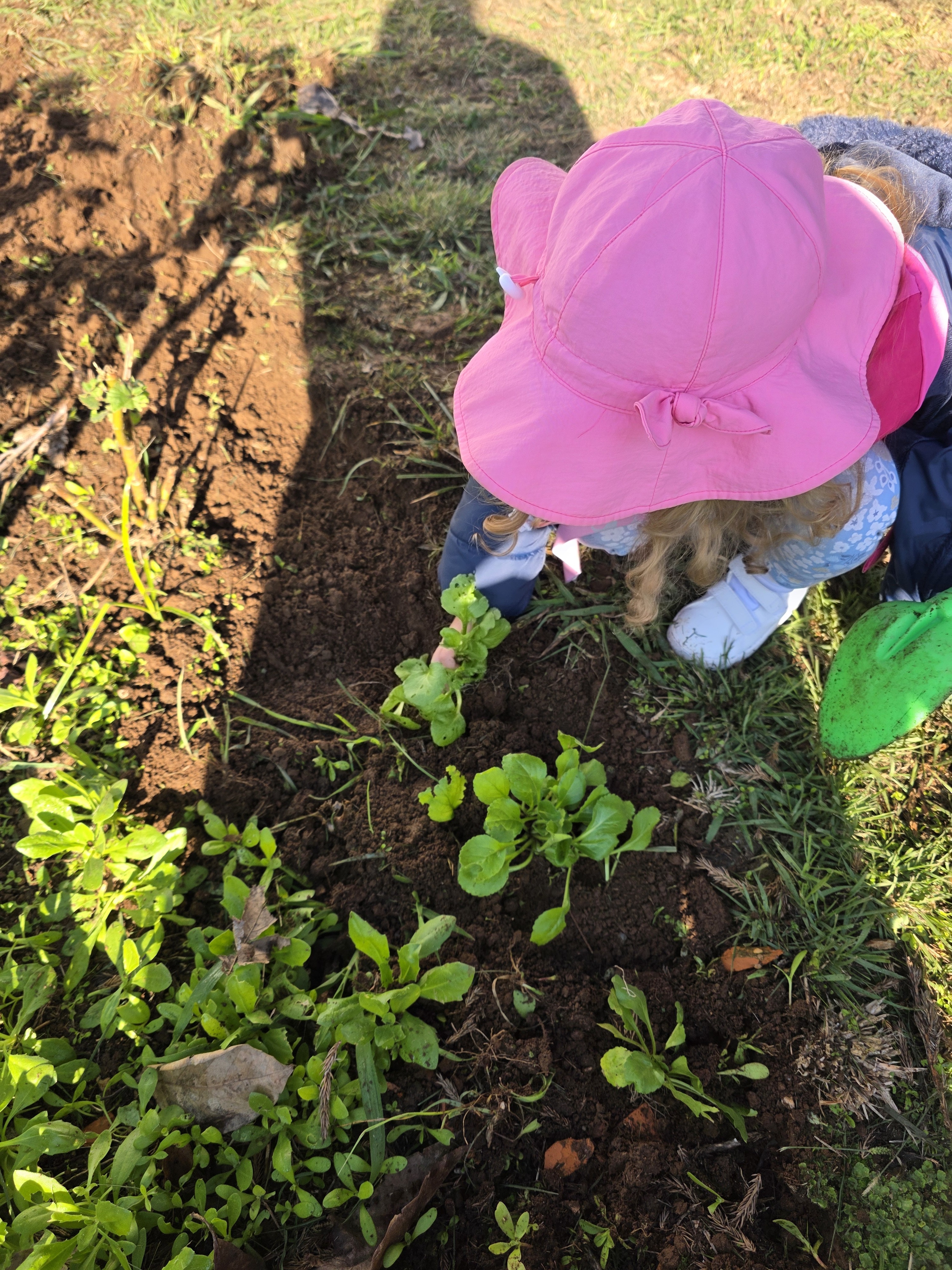 Plantação de couves.