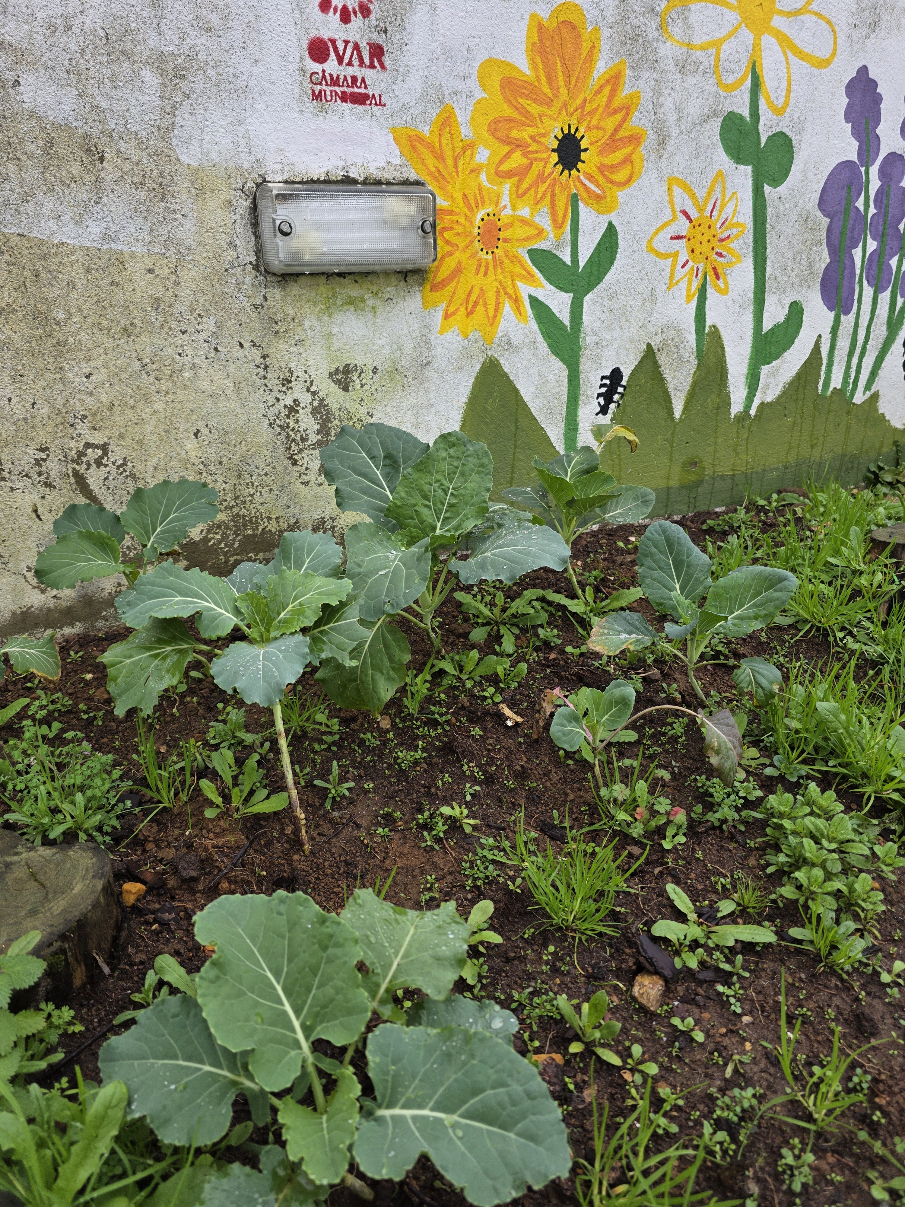 As couves em janeiro.