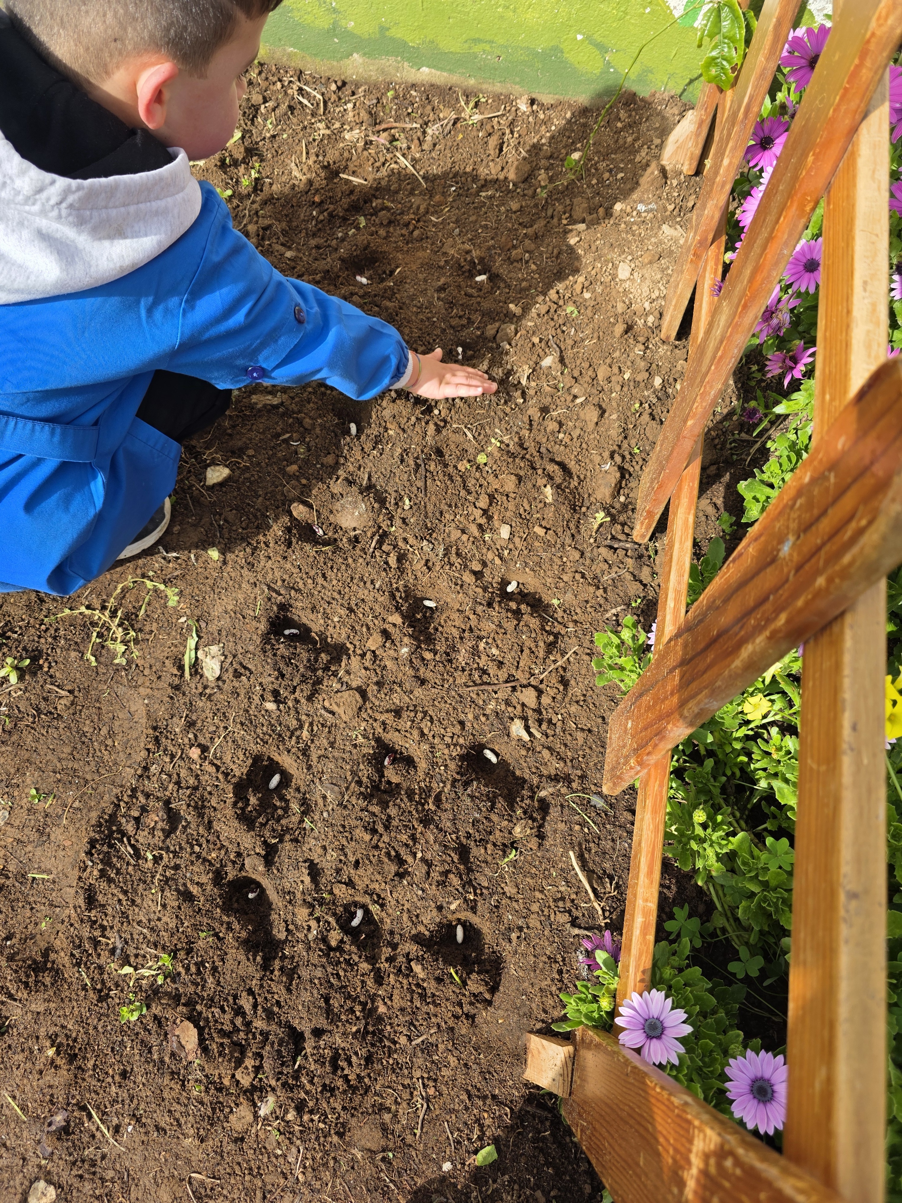 Semear e organizar - Entre as atividades realizadas, destaca-se o momento de semear feijões, fundamental para o desenvolvimento da horta.