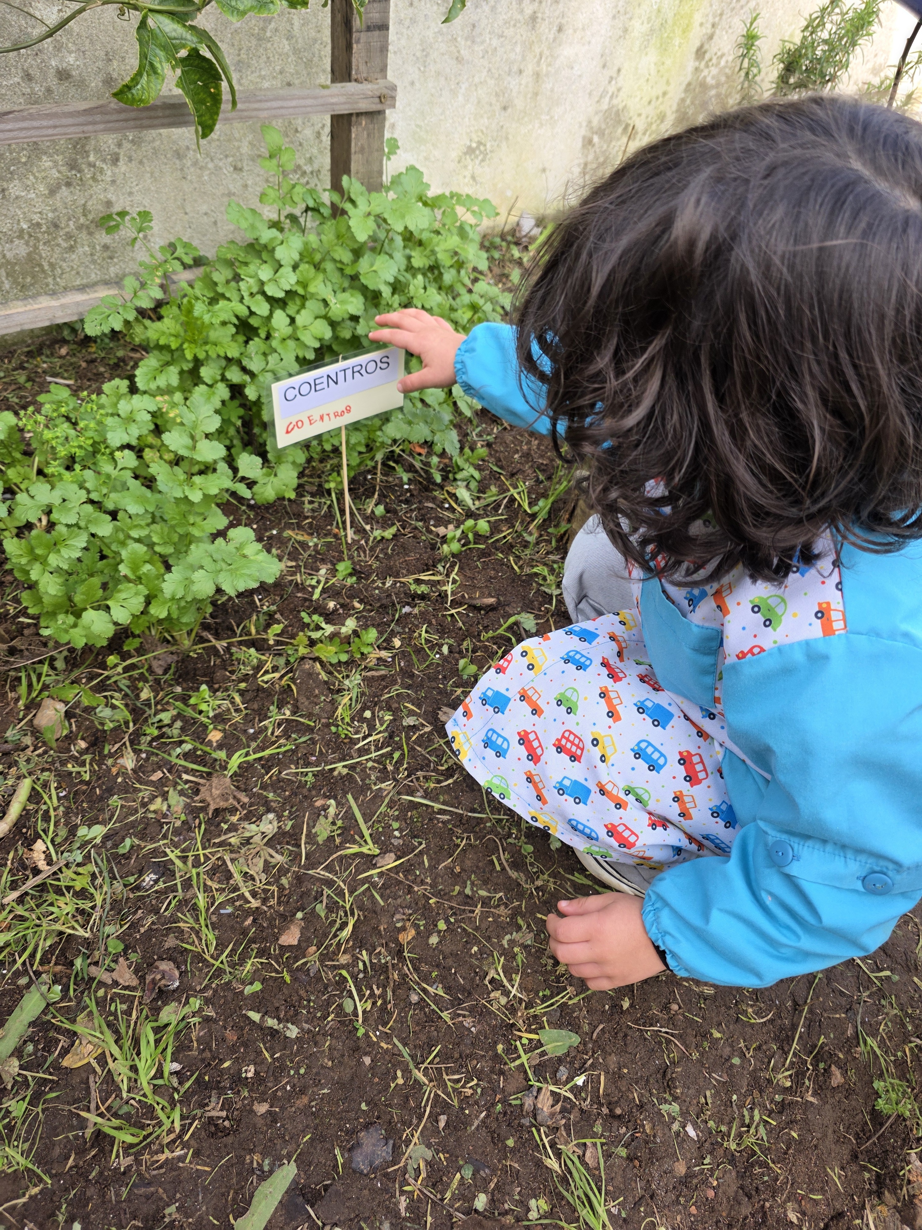 Etiquetar - Para garantir uma organização eficiente, os alunos procederam à colocação de etiquetas que identificam as diferentes plantas e legumes cultivados, facilitando o acompanhamento do crescimento e a aprendizagem sobre cada espécie.