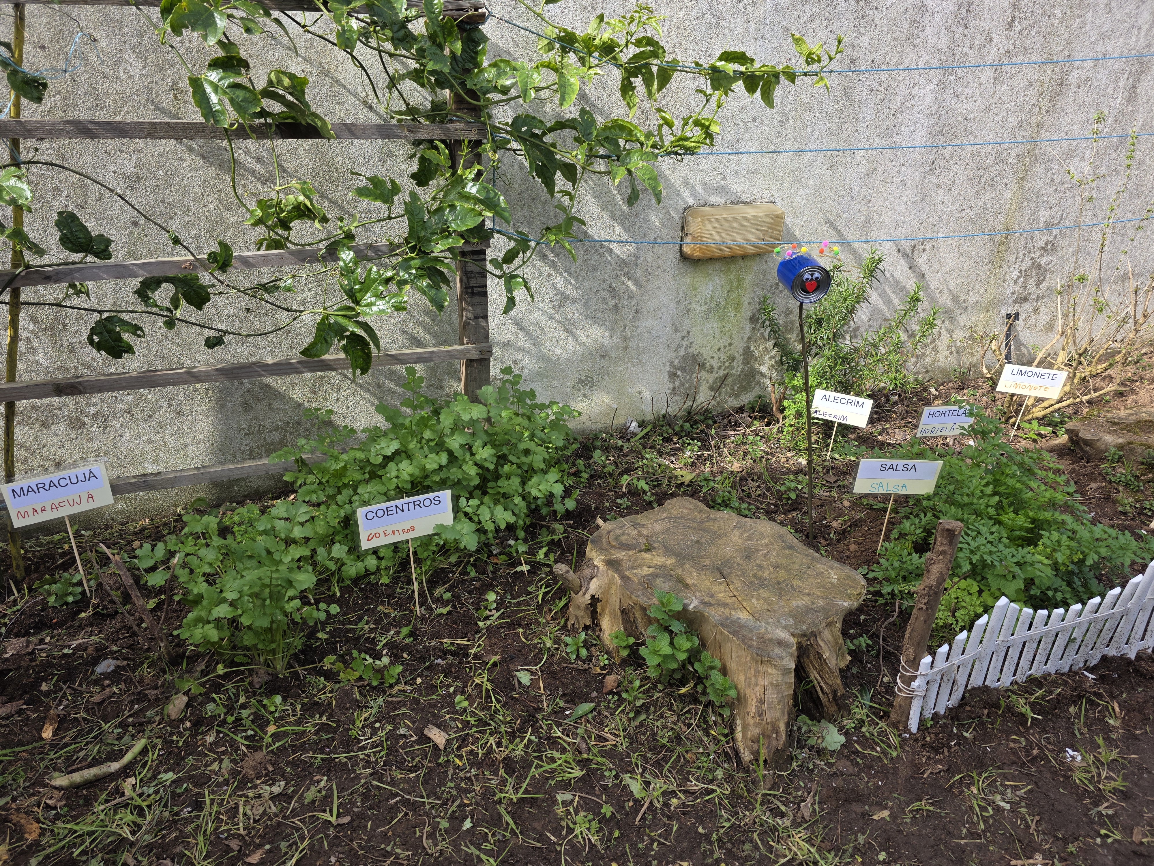 Plantas aromáticas - As plantas aromáticas já existentes enriquecem o ambiente, proporcionando aromas e contribuindo para a biodiversidade.