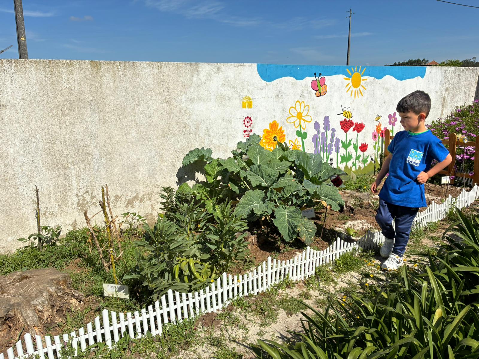 A observação diária do desenvolvimento de produtos hortícolas contribui para promover a compreensão e a sensibilização das crianças em relação ao ciclo de vida das plantas, constituindo uma experiência educativa relevante.