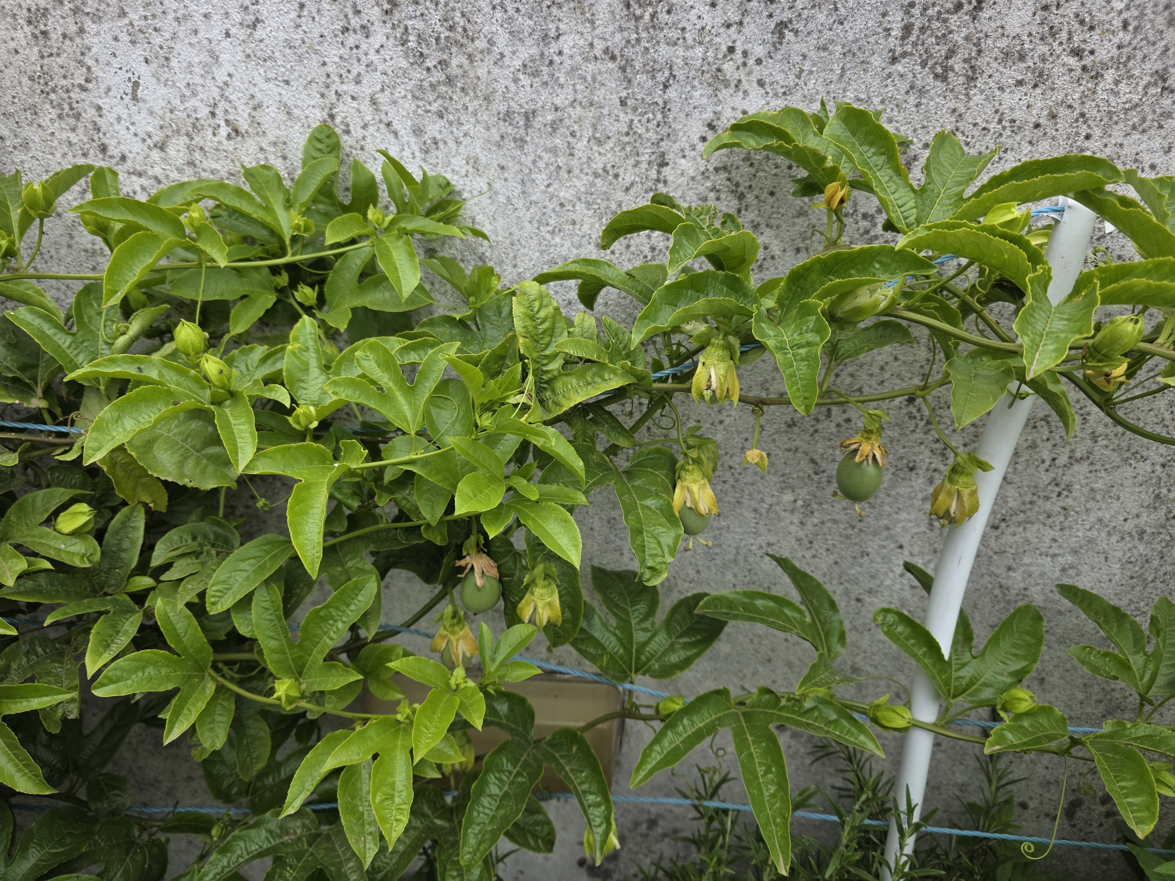 O maracujá destacou-se na horta pela sua floração exuberante, que antecedeu o surgimento dos frutos. Após o período de floração, é possível observar os frutos ainda verdes e em crescimento, pendendo entre as folhas e revelando a promessa de uma colheita f