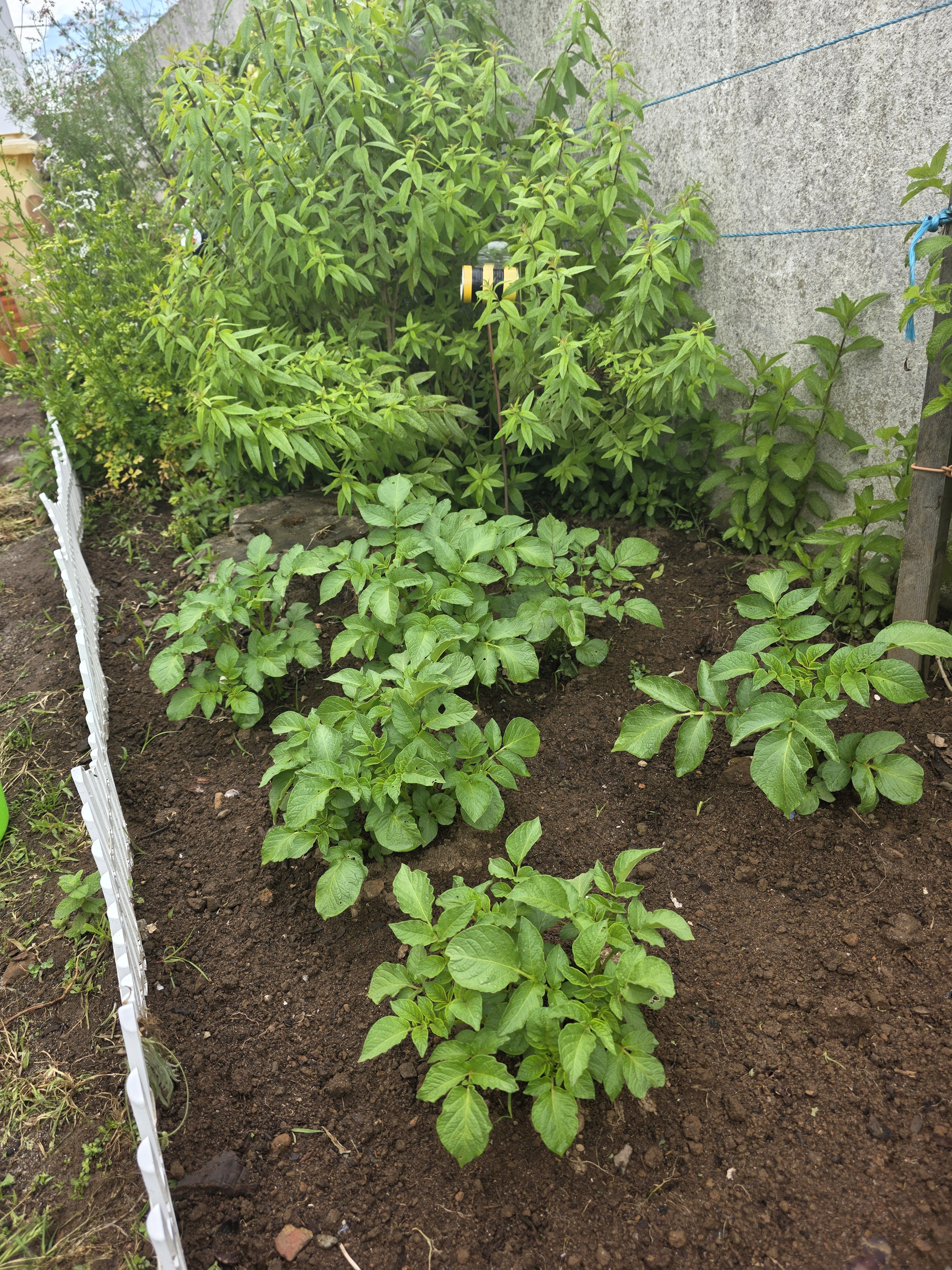 As batatas em crescimento mostram-se vigorosas, com folhagem verde e saudável a despontar na superfície da terra. O acompanhamento do seu desenvolvimento permite observar as diferentes fases, desde o aparecimento dos primeiros rebentos até ao crescimento 