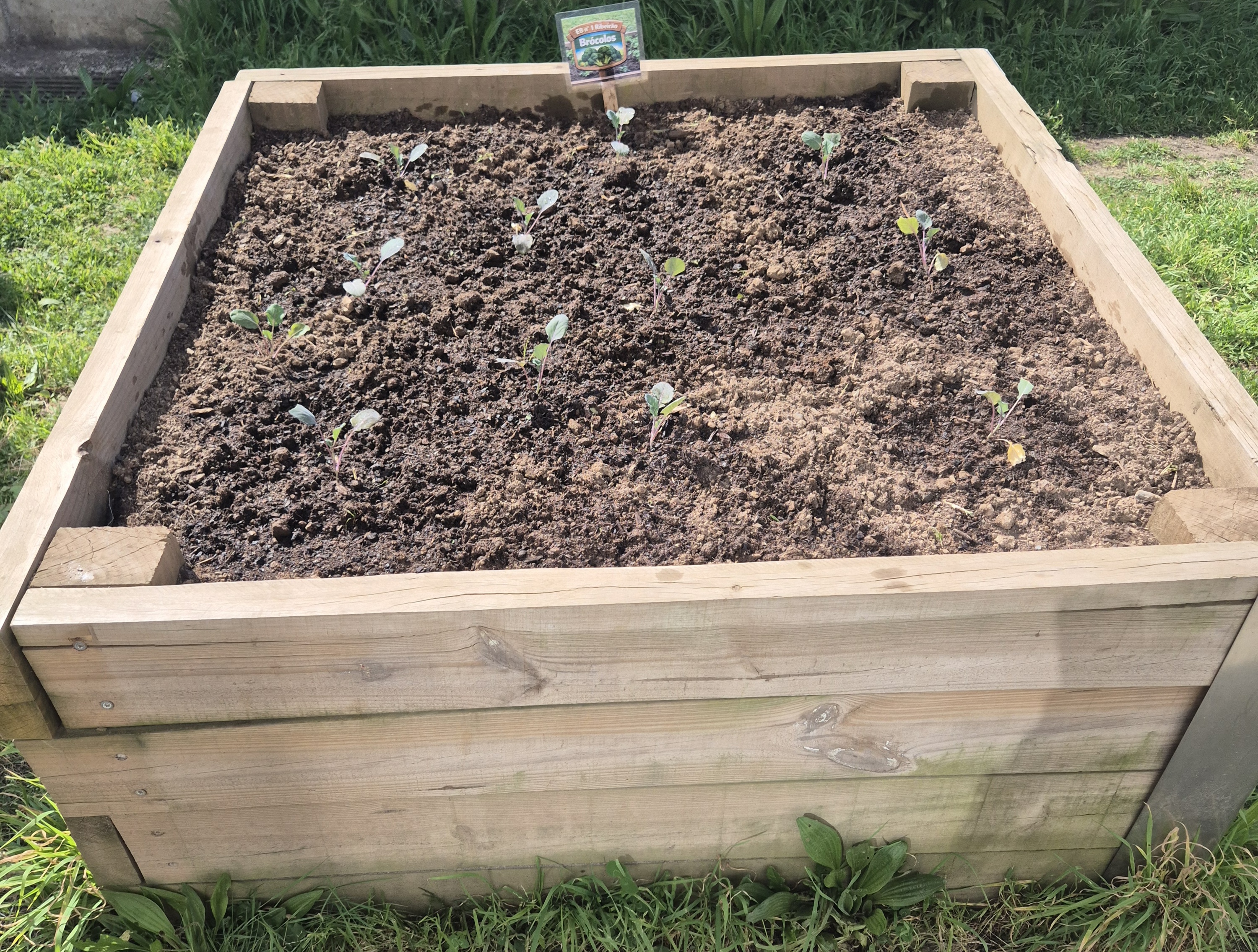 CANTEIRO DOS BRÓCULOS