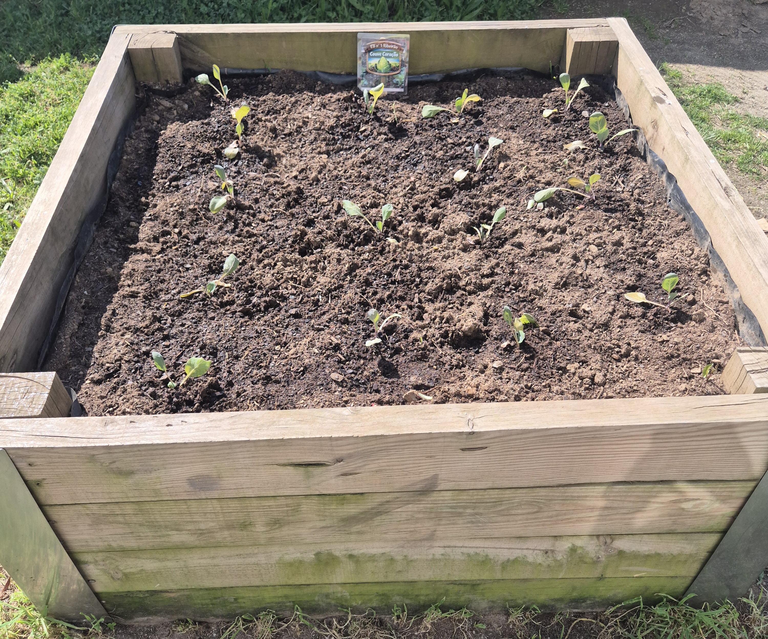 CANTEIRO DA COUVE-CORAÇÃO