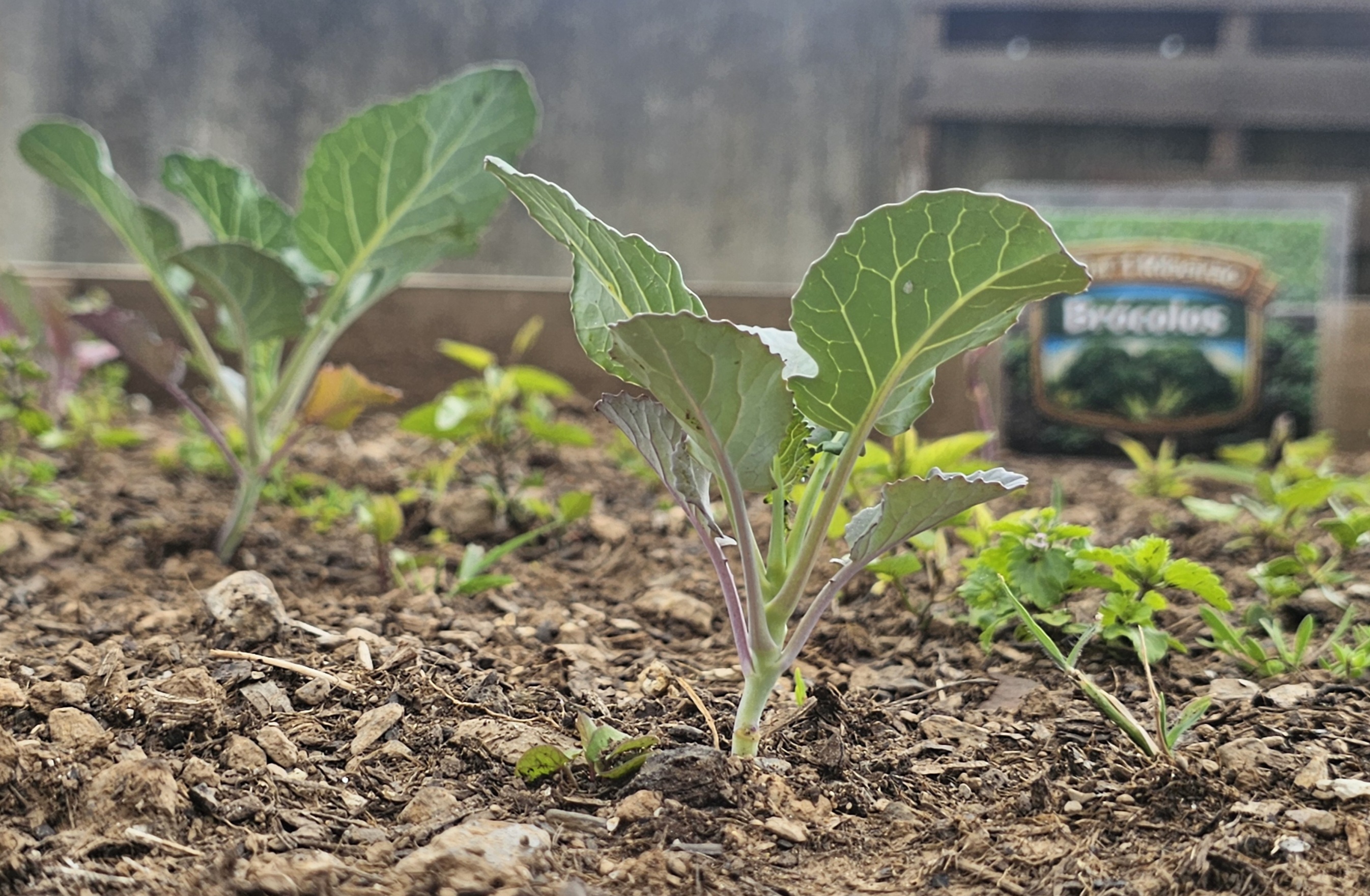 BRÓCOLOS
A falta de calor contínuo limitou o vigor da planta e reduziu o seu tamanho.