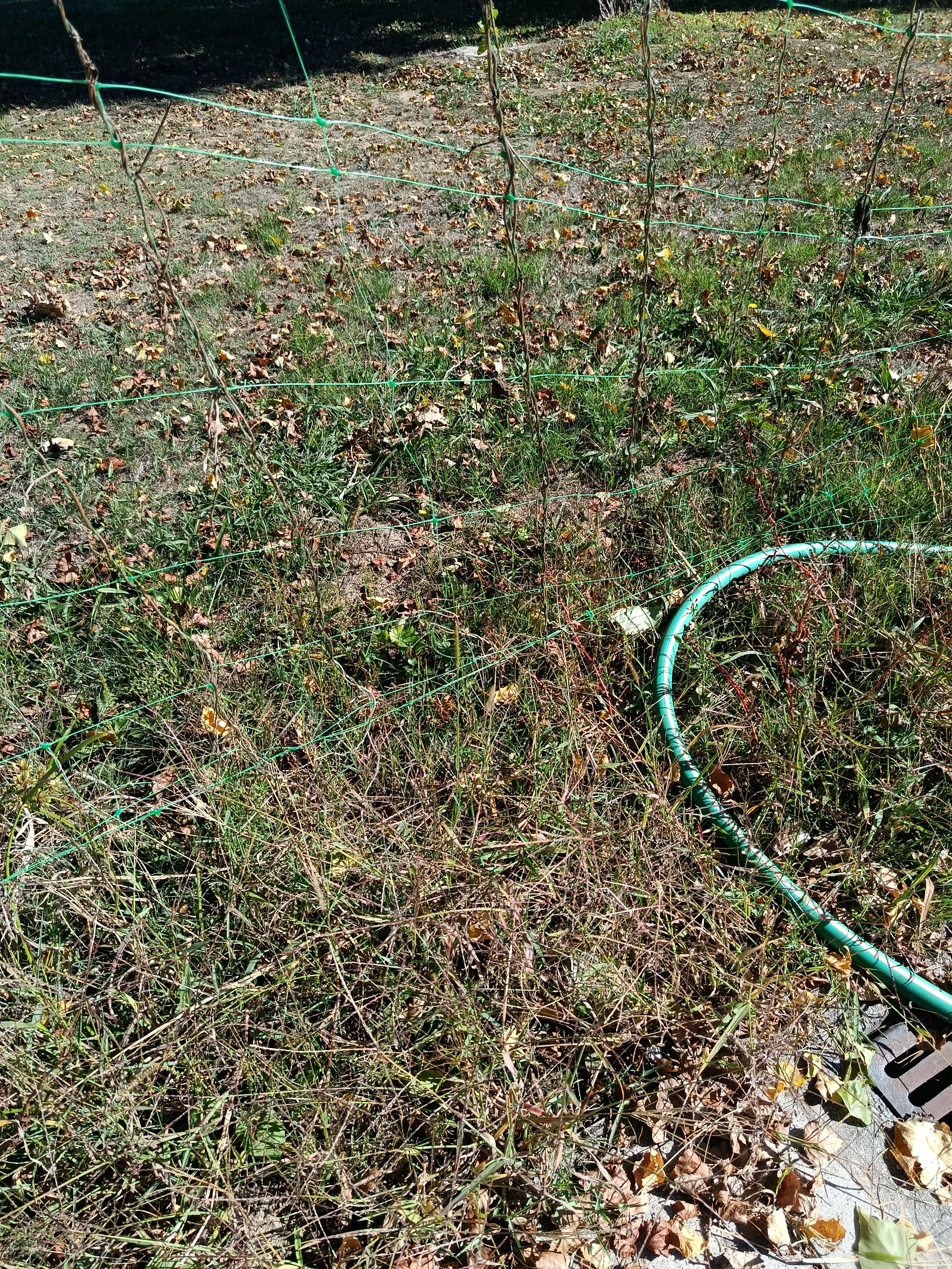 A terra estava em "pousio" desde a última colheita