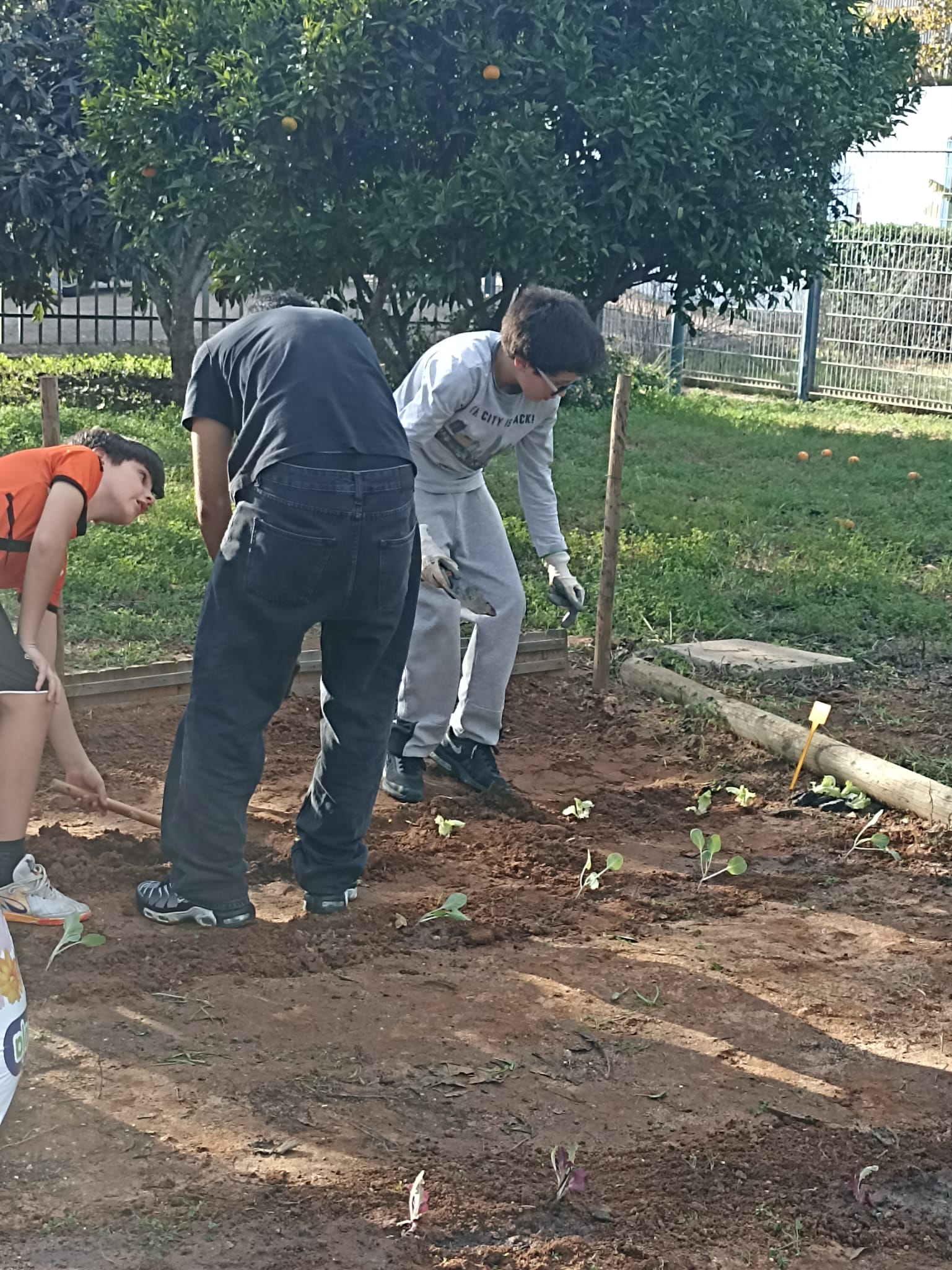 Plantação de hortícolas, por parte dos nossos alunos.