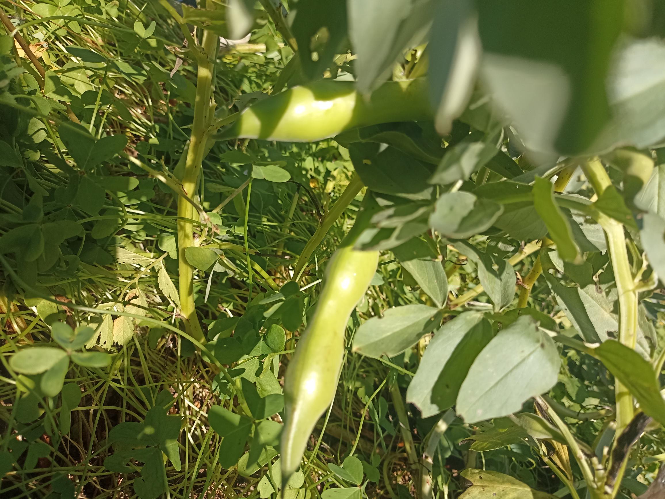 Colher favas
