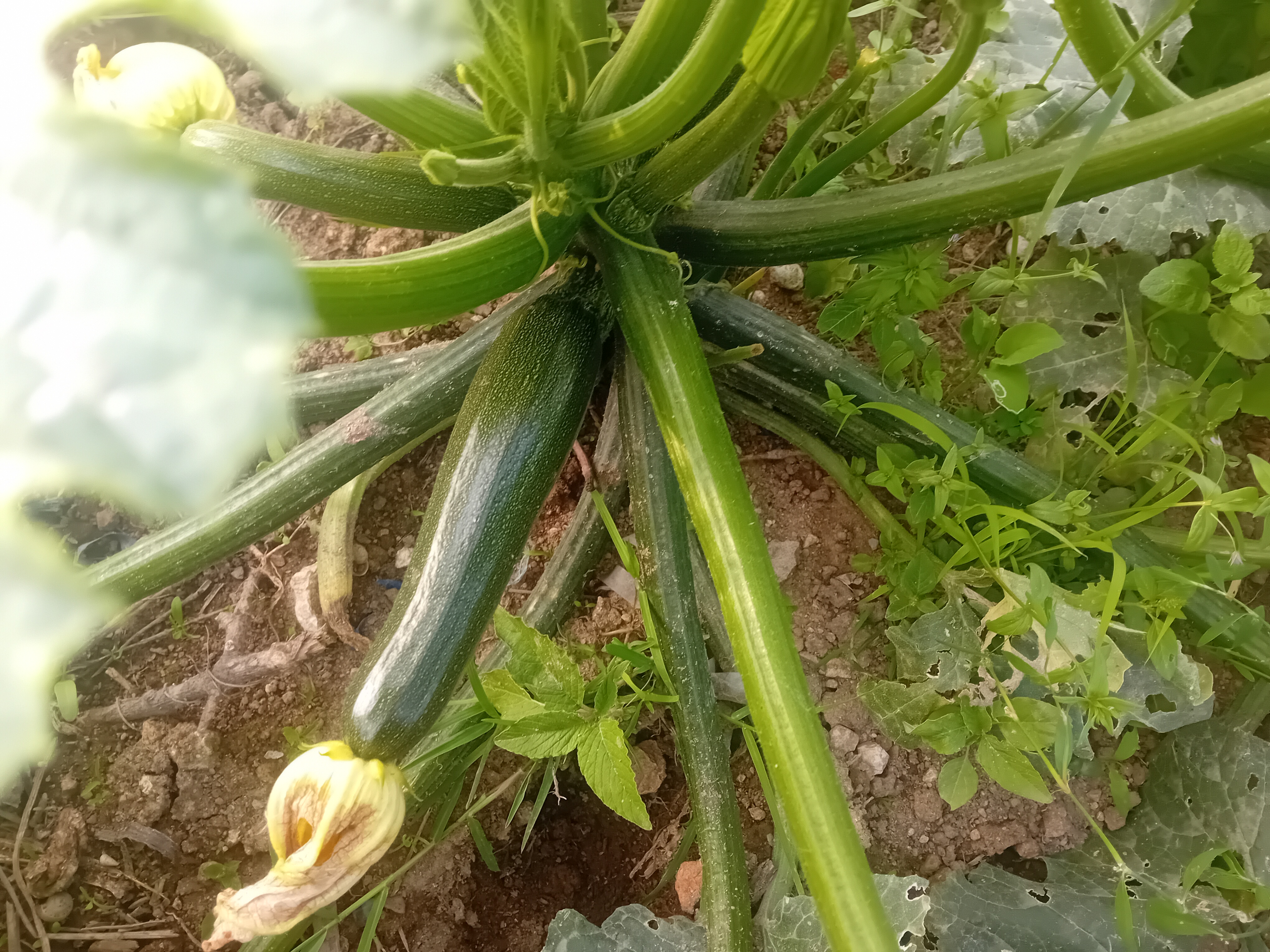 courgete quase a pronta a comer