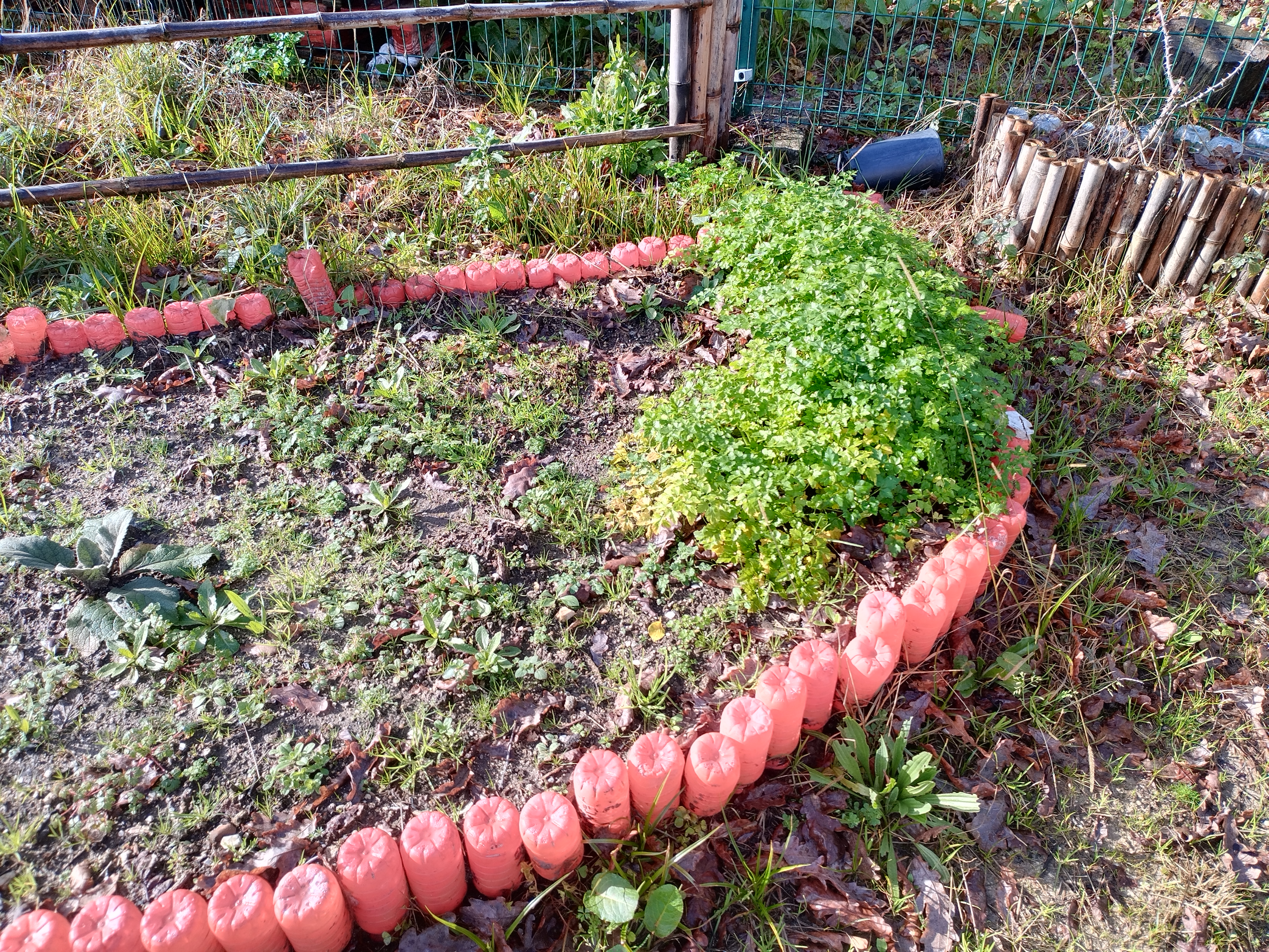 A salsa está bem verdinha.