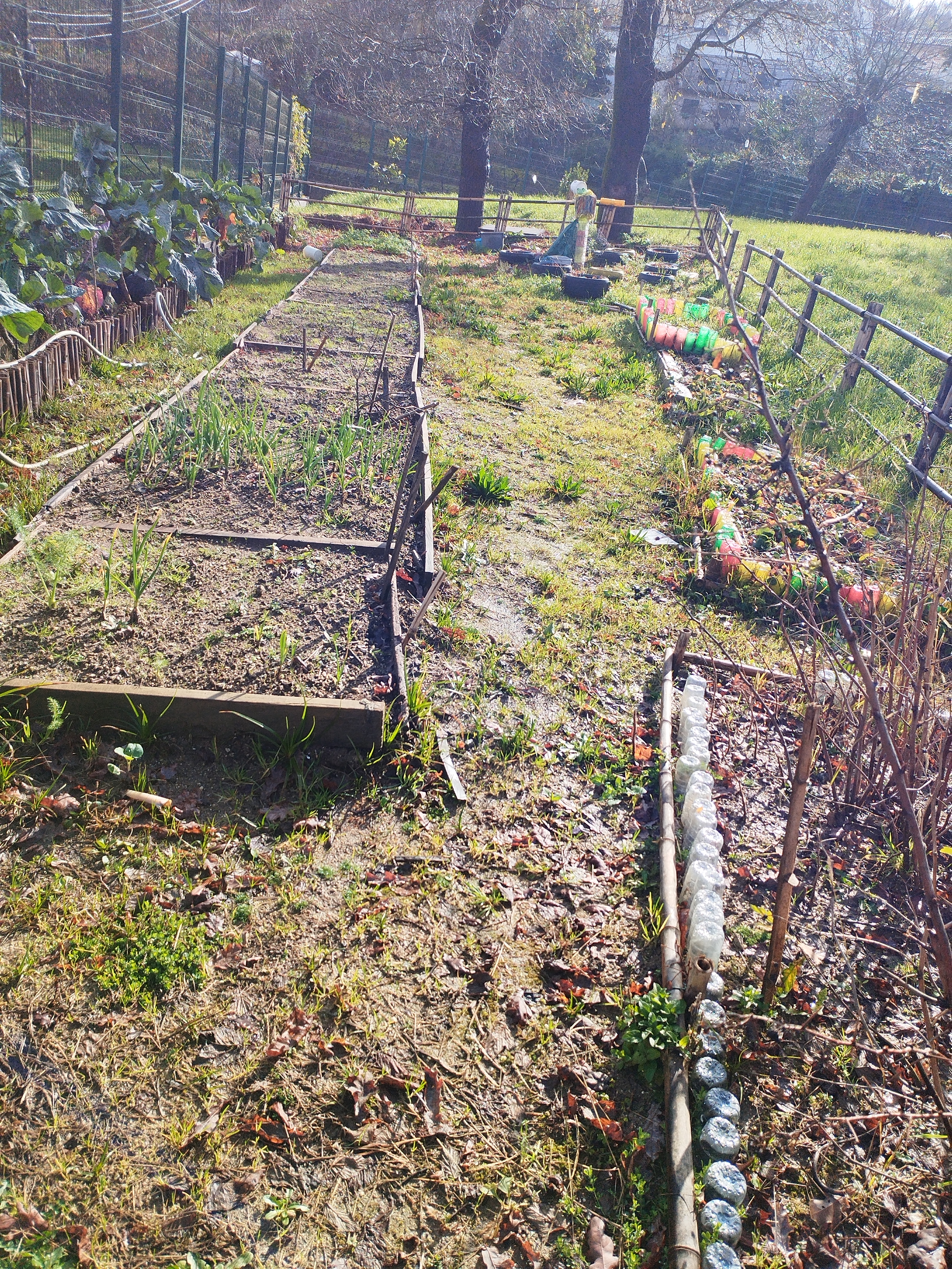 O  atual estado da nossa horta foi influenciado pelas condições meteorológicas que se têm feito sentir. Elas  dificultaram os trabalhos de manutenção e provocaram o aparecimento de muitas ervas daninhas. Contudo, temos na horta alhos, salsa e couves.