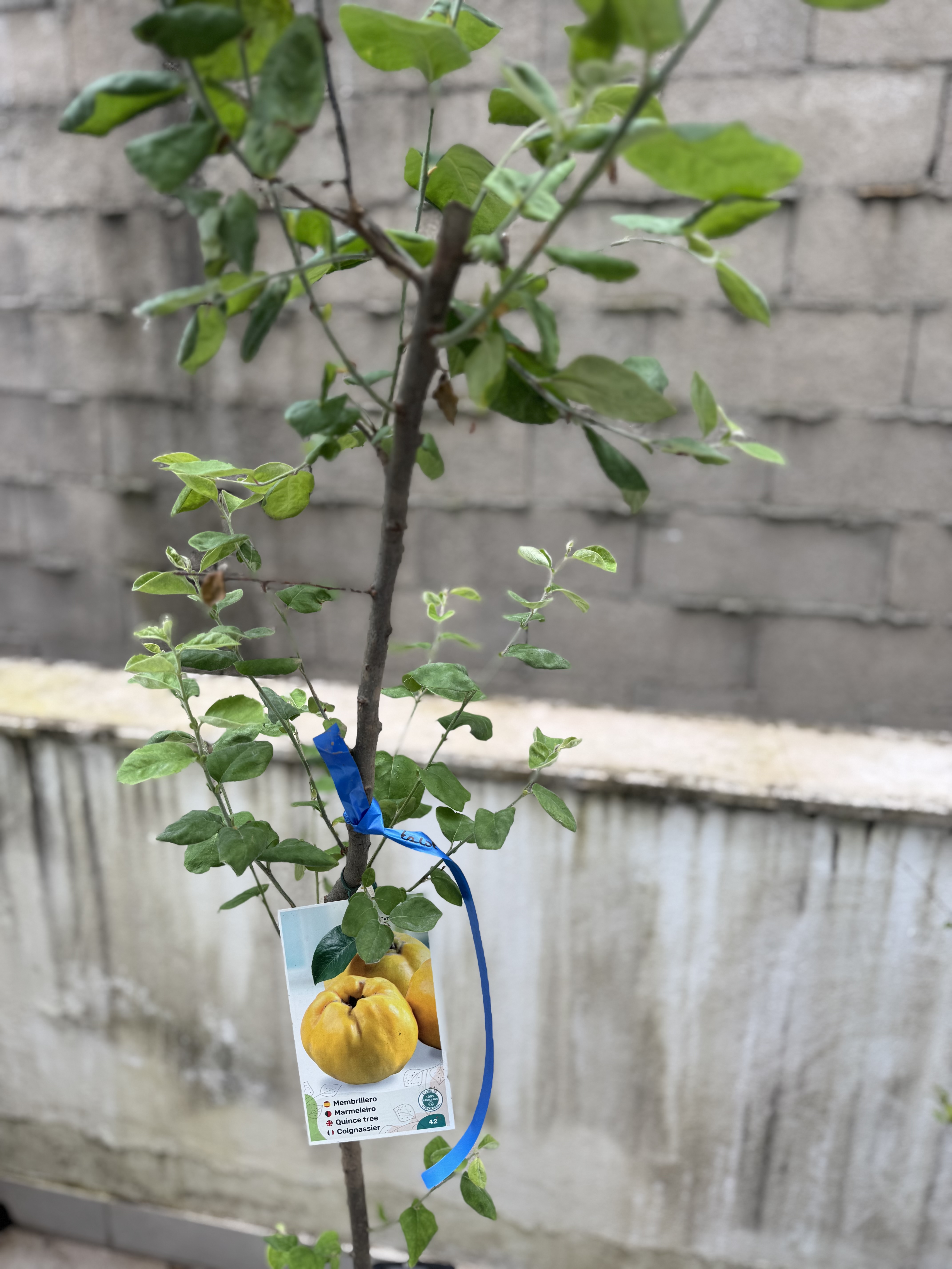 Plantação de um marmeleiro na Horta Bio da EEEP