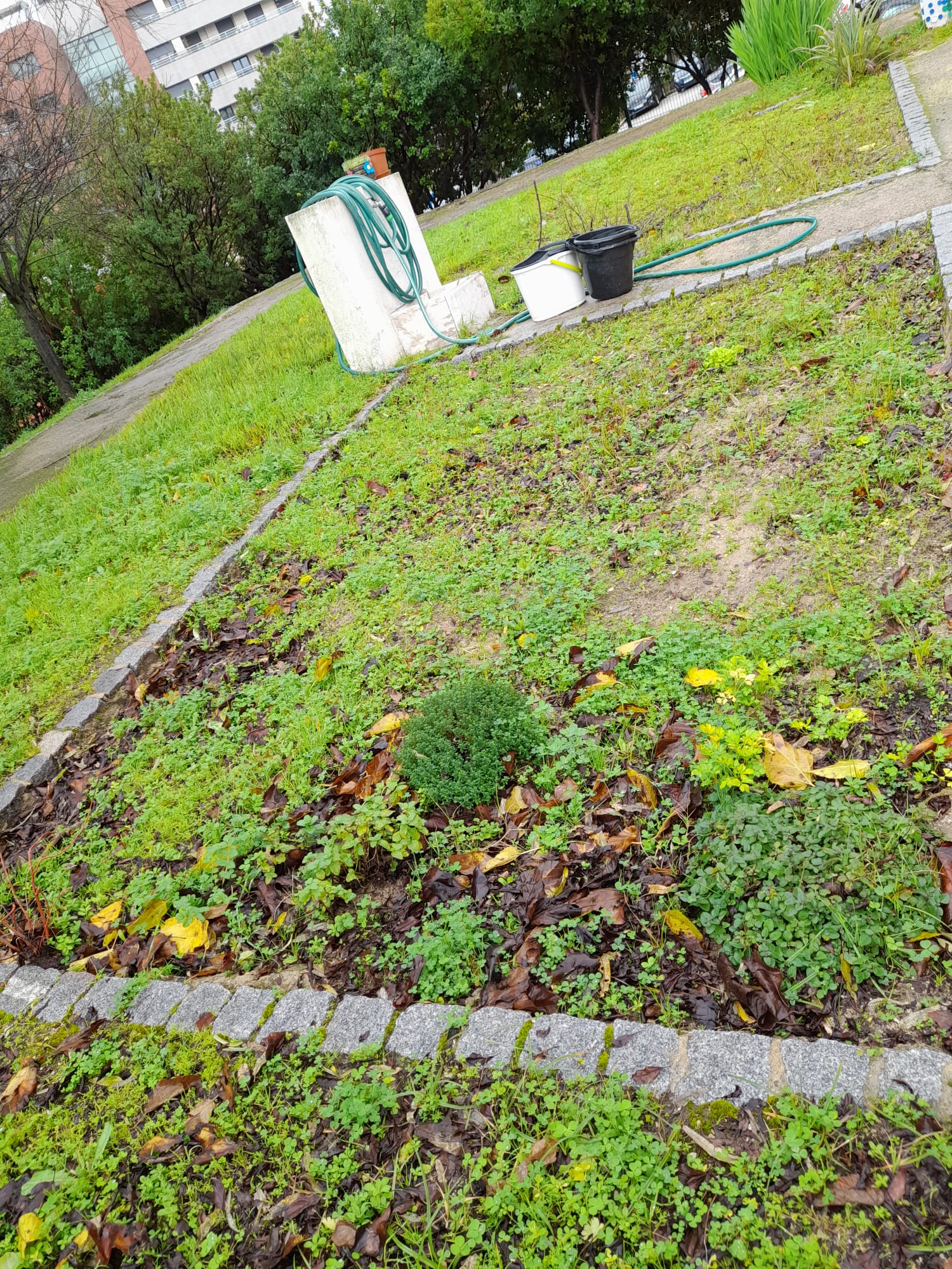 Aromáticas resistentes!