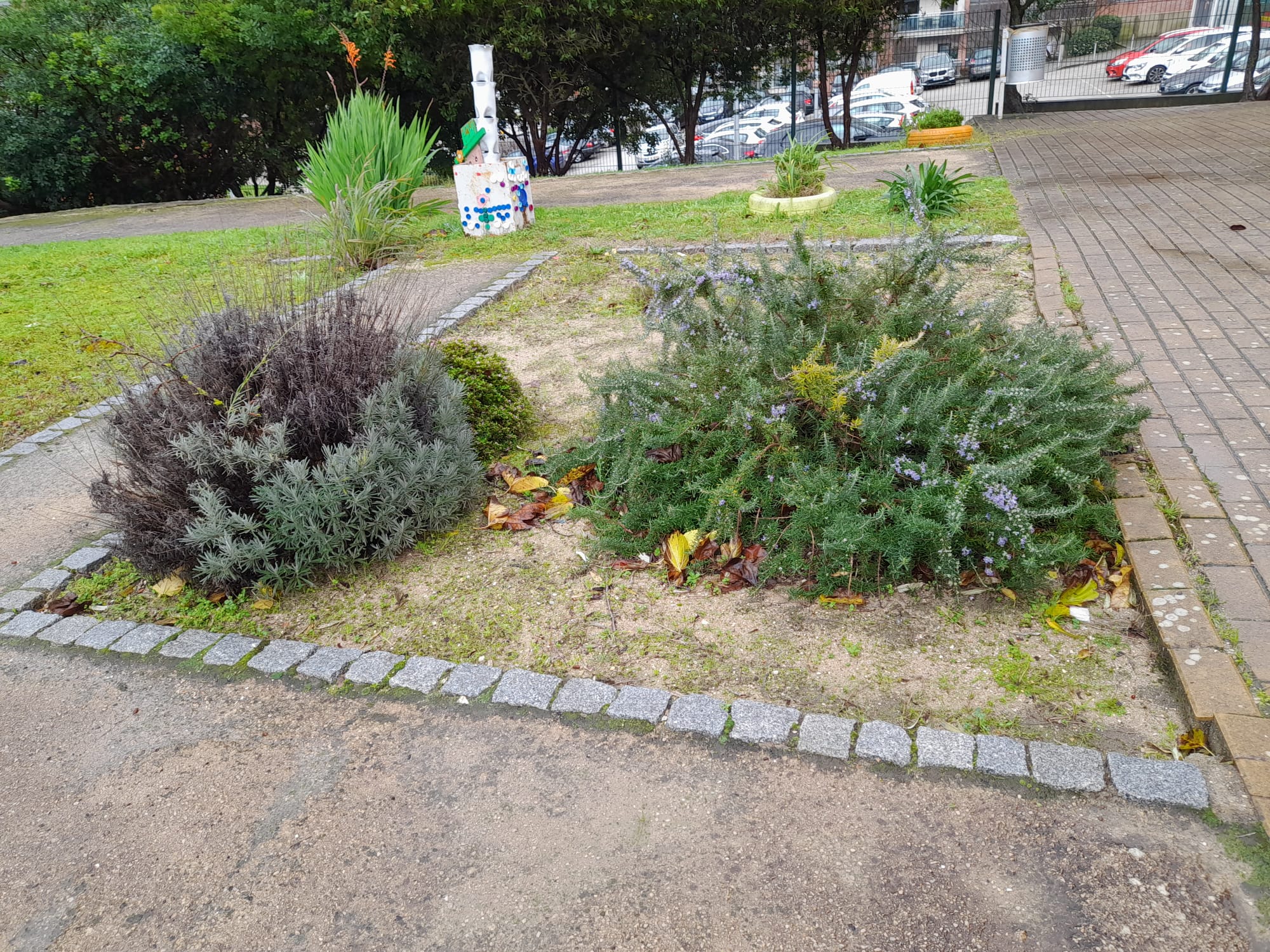 O alecrim e a alfazema que continuam persistentes.