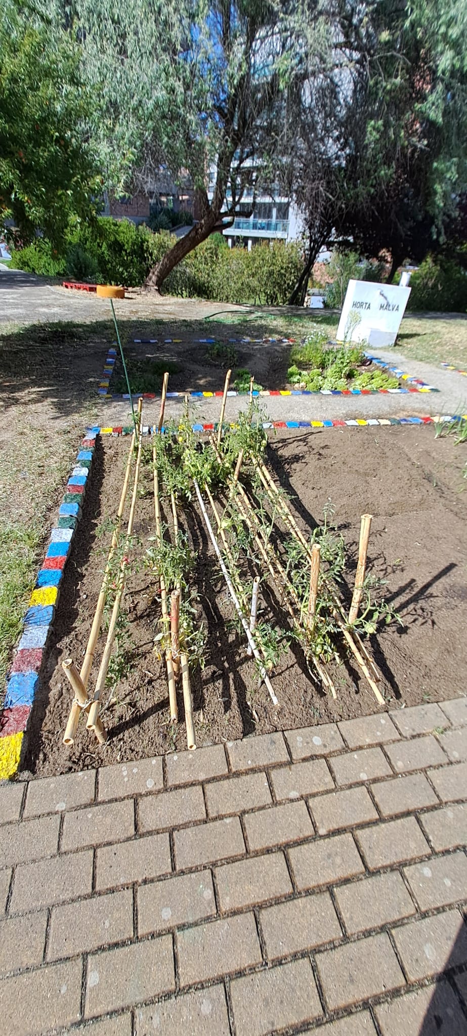 Os tomateiros crescem sem parar. Os tomates ainda verdes aguardam amadurecer.