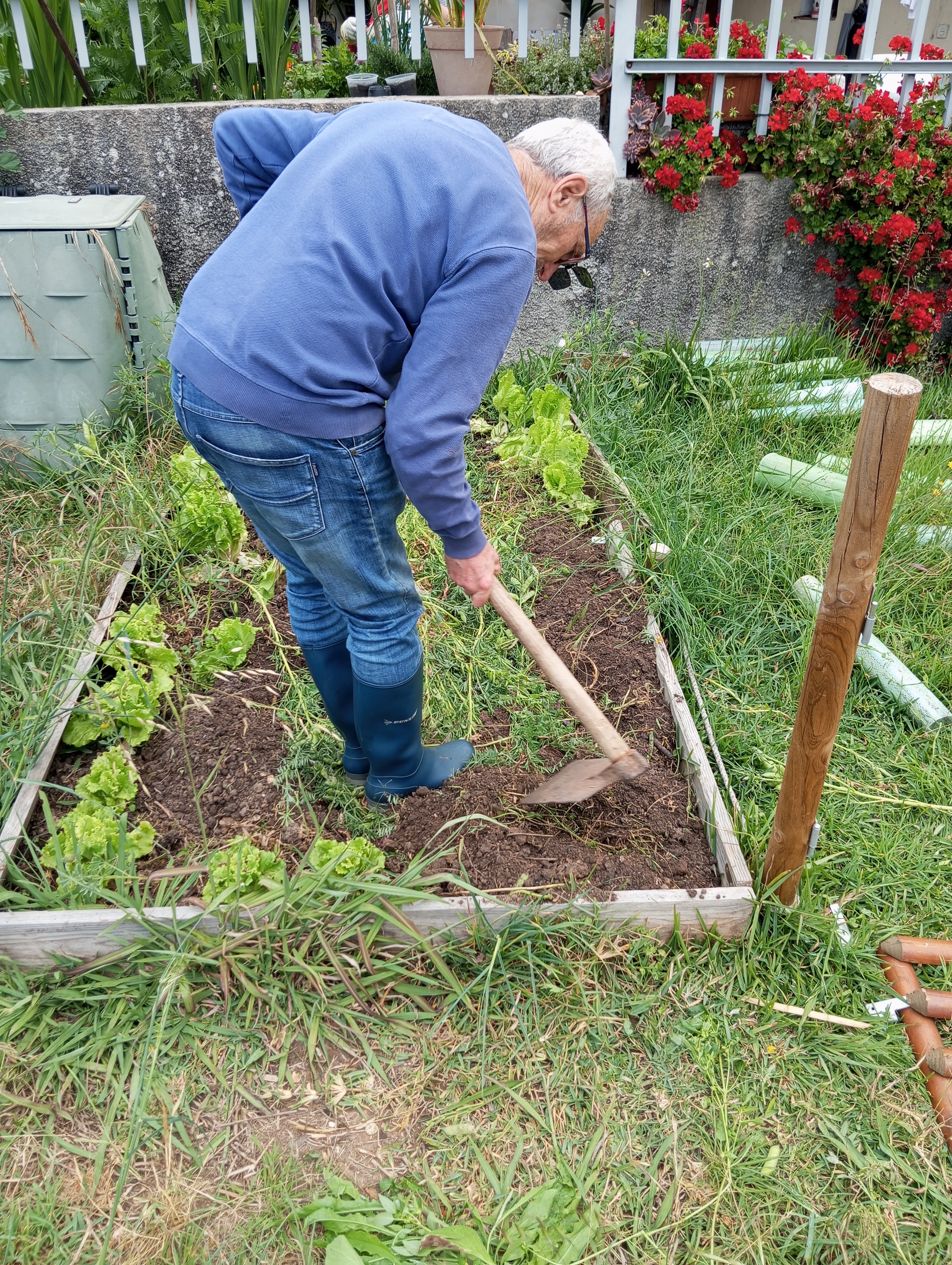 Sideração ou adubação verde que consiste no enterrar de leguminosas (neste caso, a tremocilha) com o objetivo de enriquecer e melhorar a estrutura do solo.