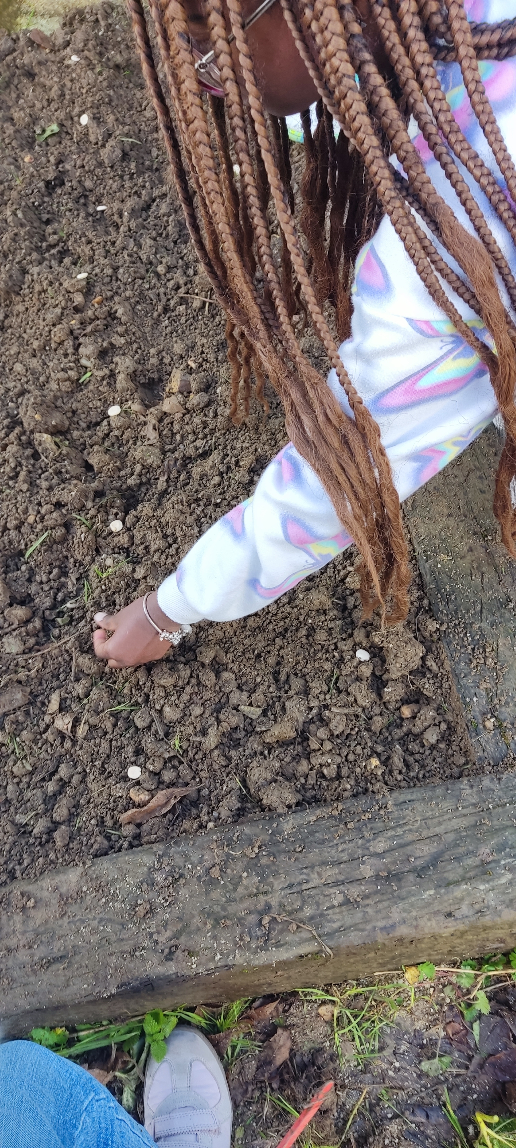 Colocar as sementes de tremoço na terra.