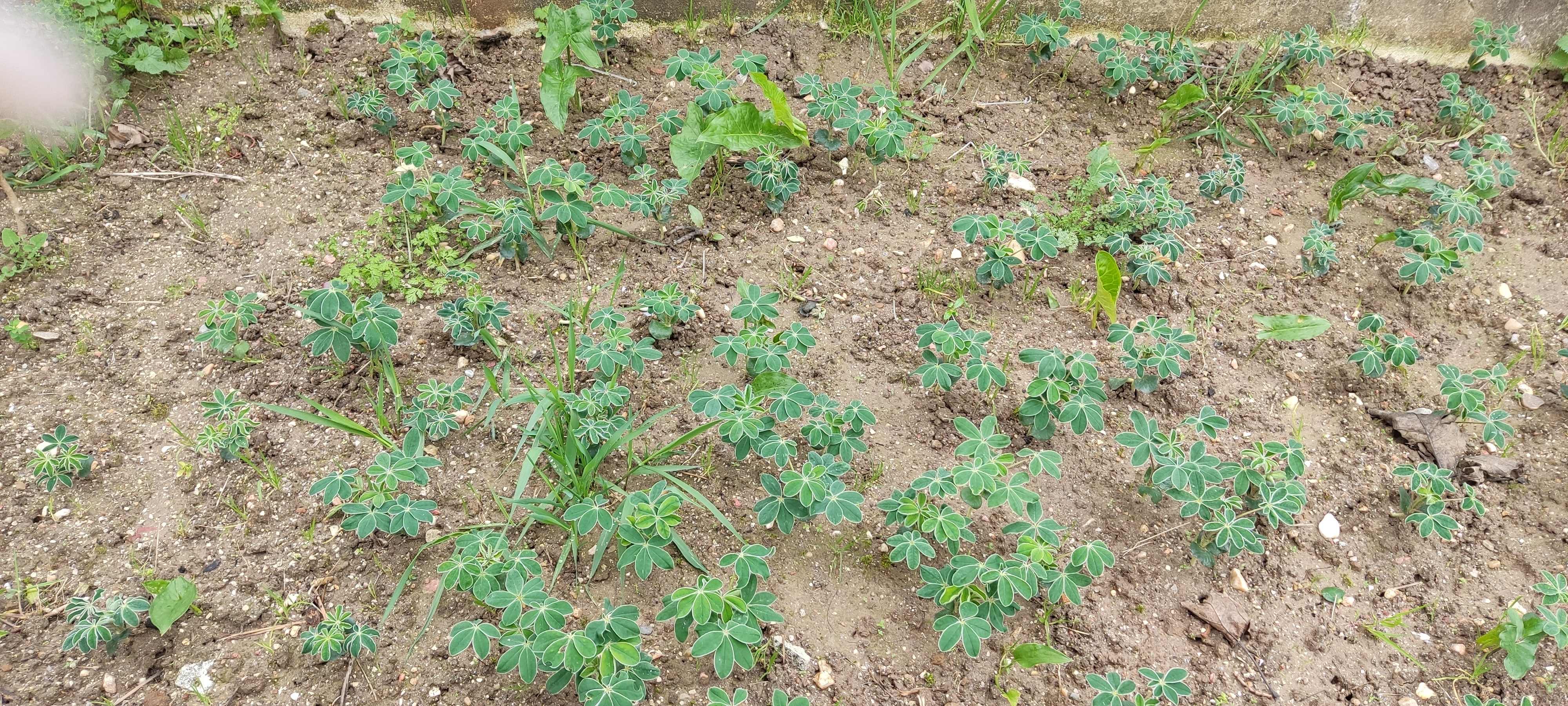 As plantas de tremoço nascidas.