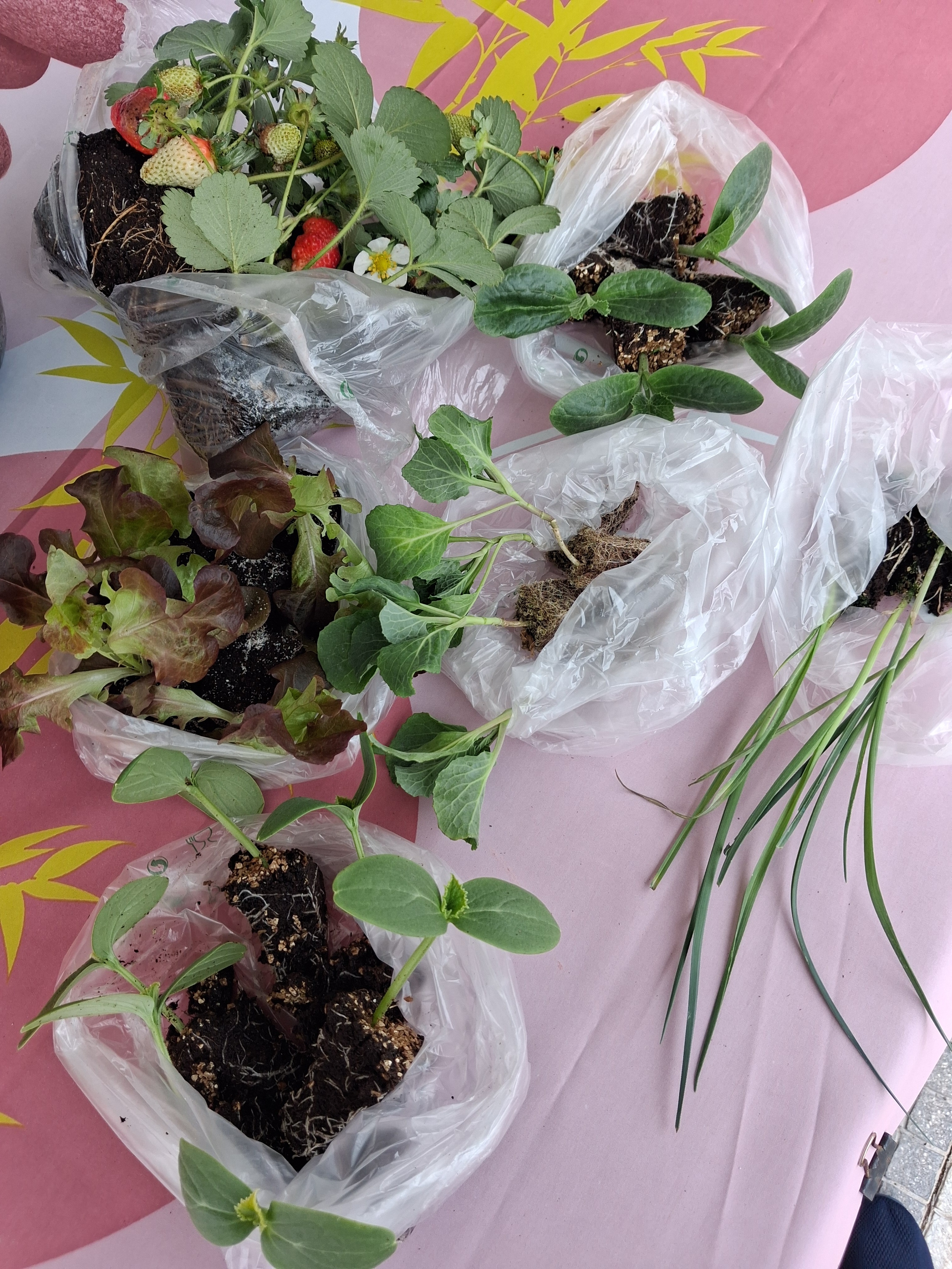 Trazendo morangueiros, couves, pepinos e curgetes para plantar na Horta!