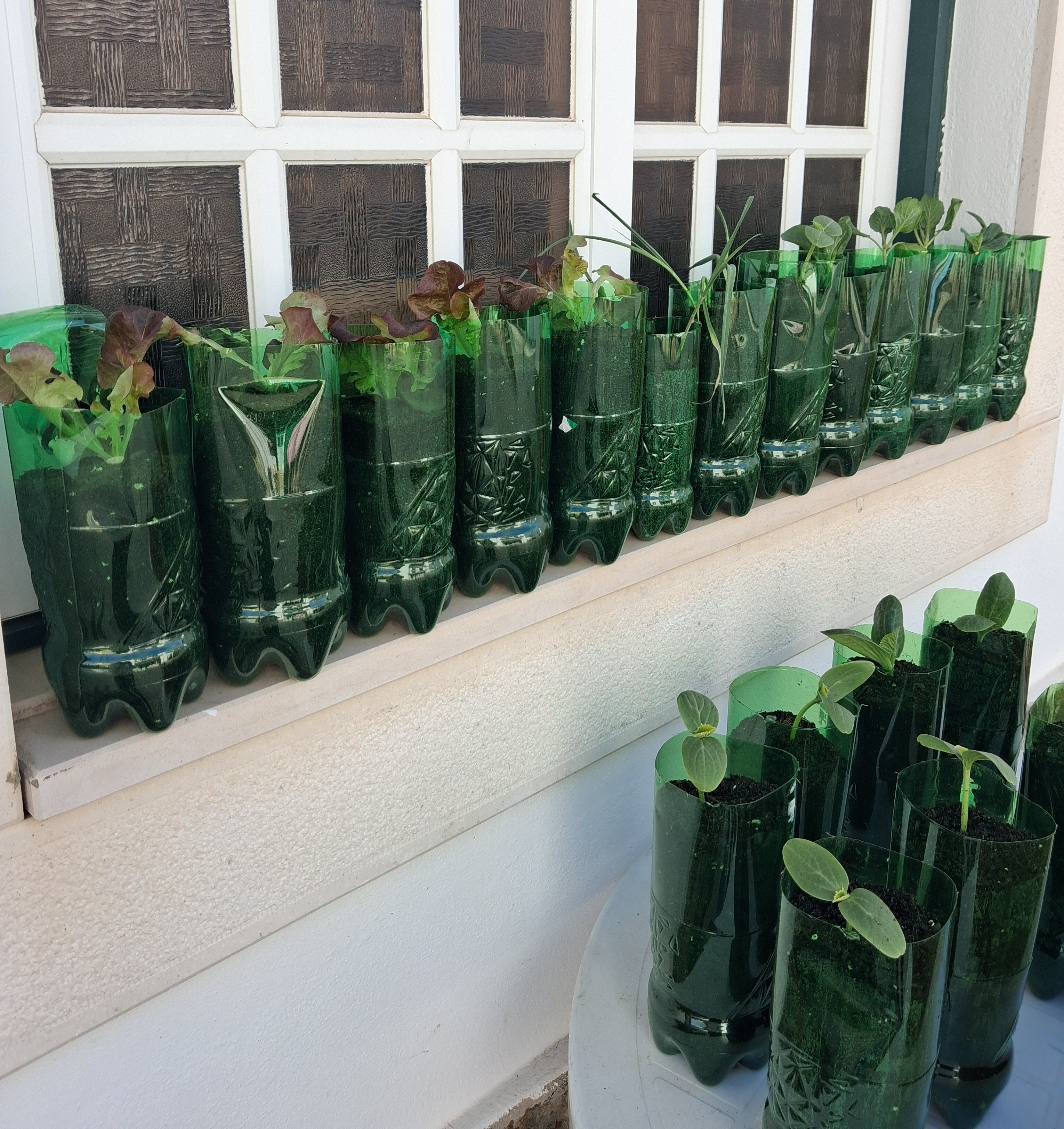Preparando os produtos hortícolas enquanto se limpa a Horta.