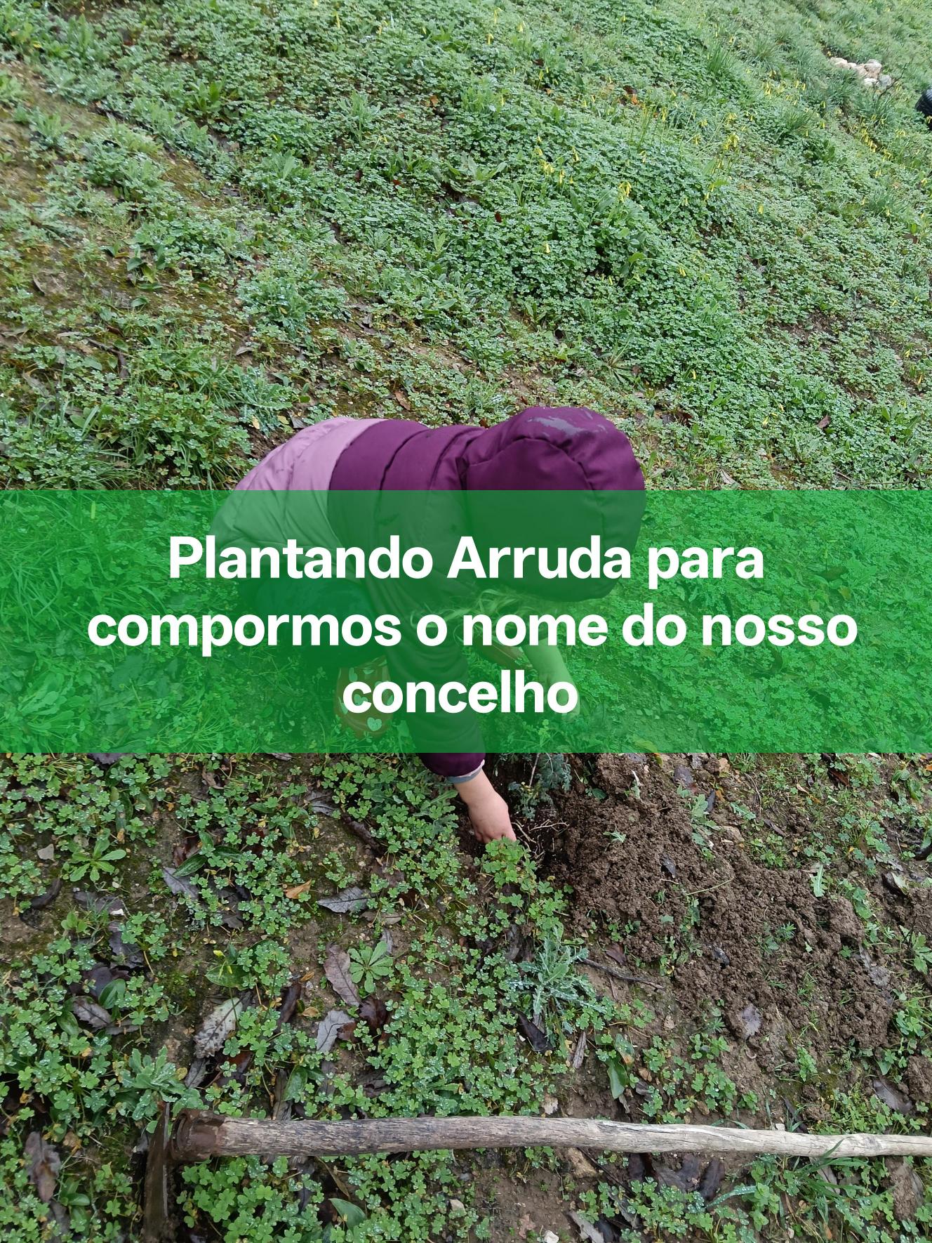 Para compor o nome da nossa terra, plantamos Arruda.