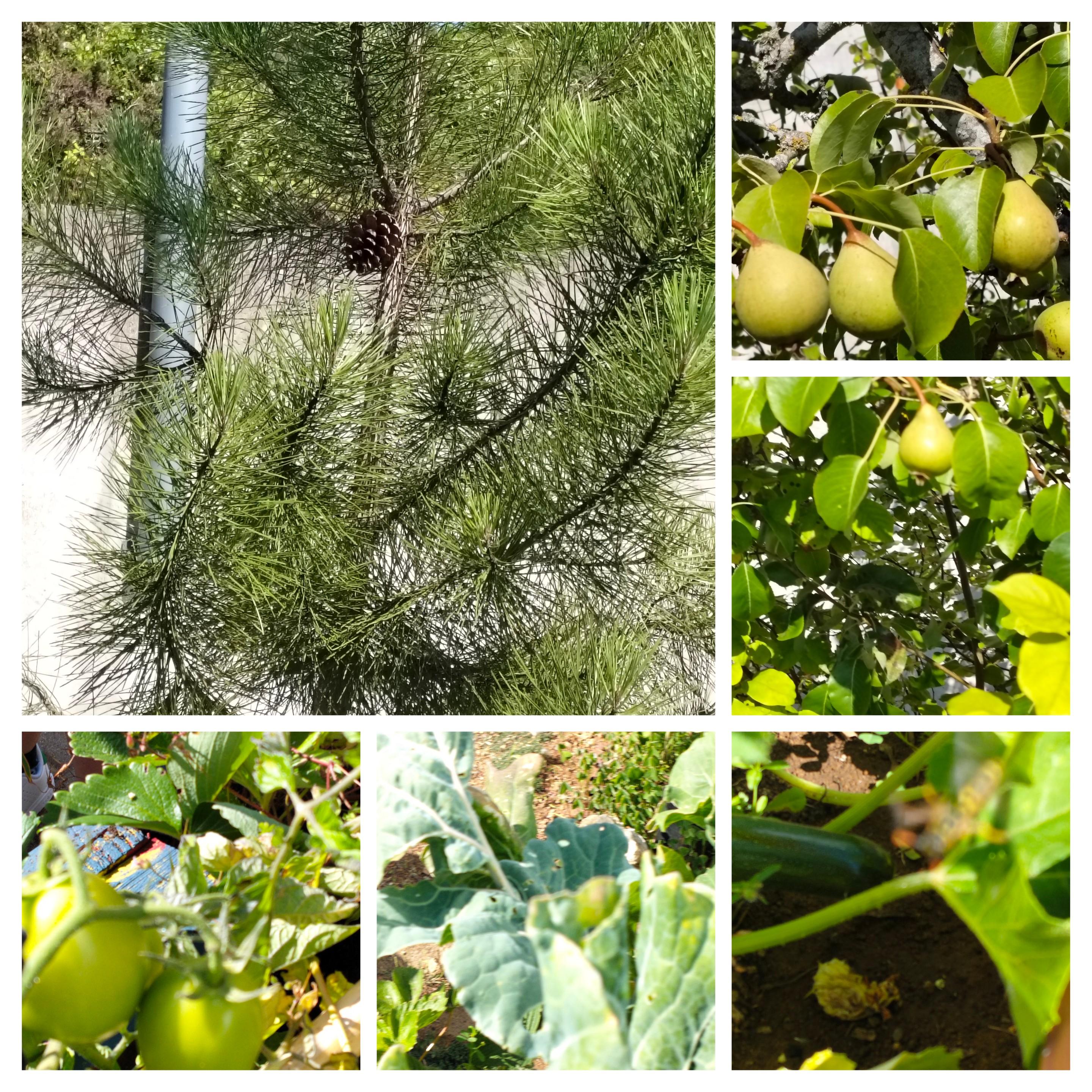 As arvores de fruto da nossa escola