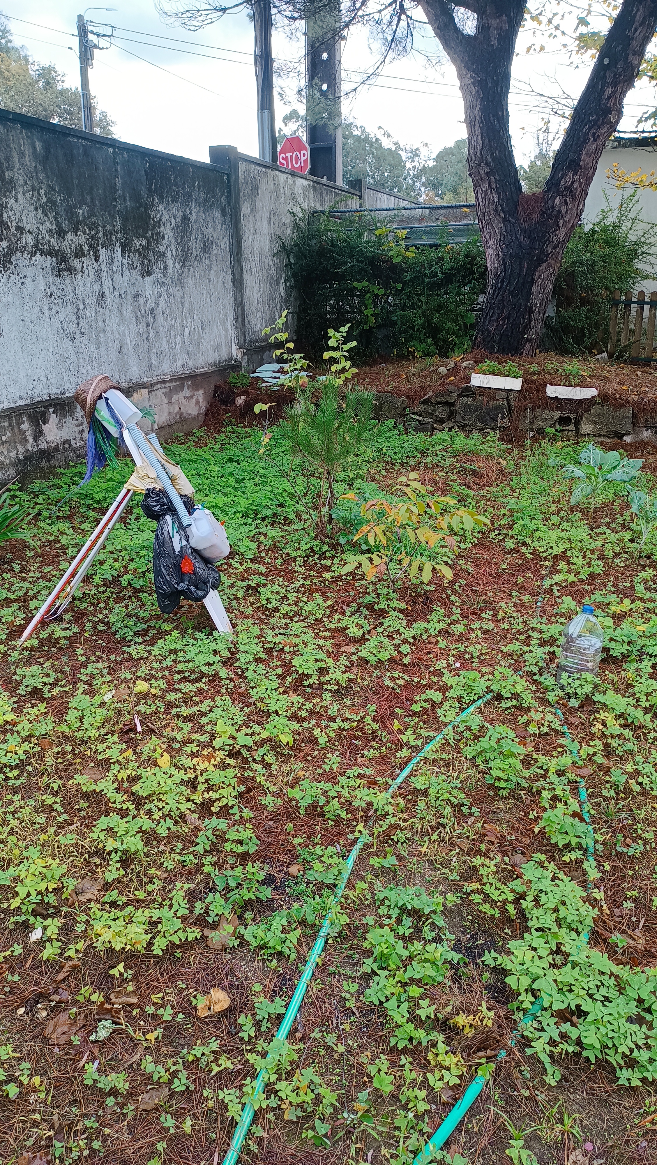 Horta  março