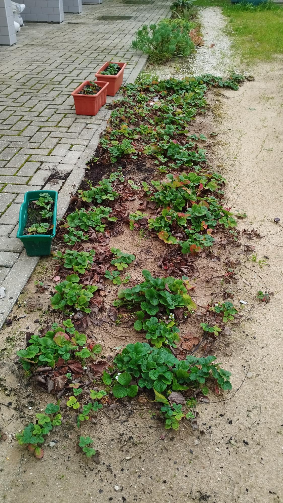 Morangos cultivados na escola: aprendizado, sustentabilidade e conexão com a natureza.