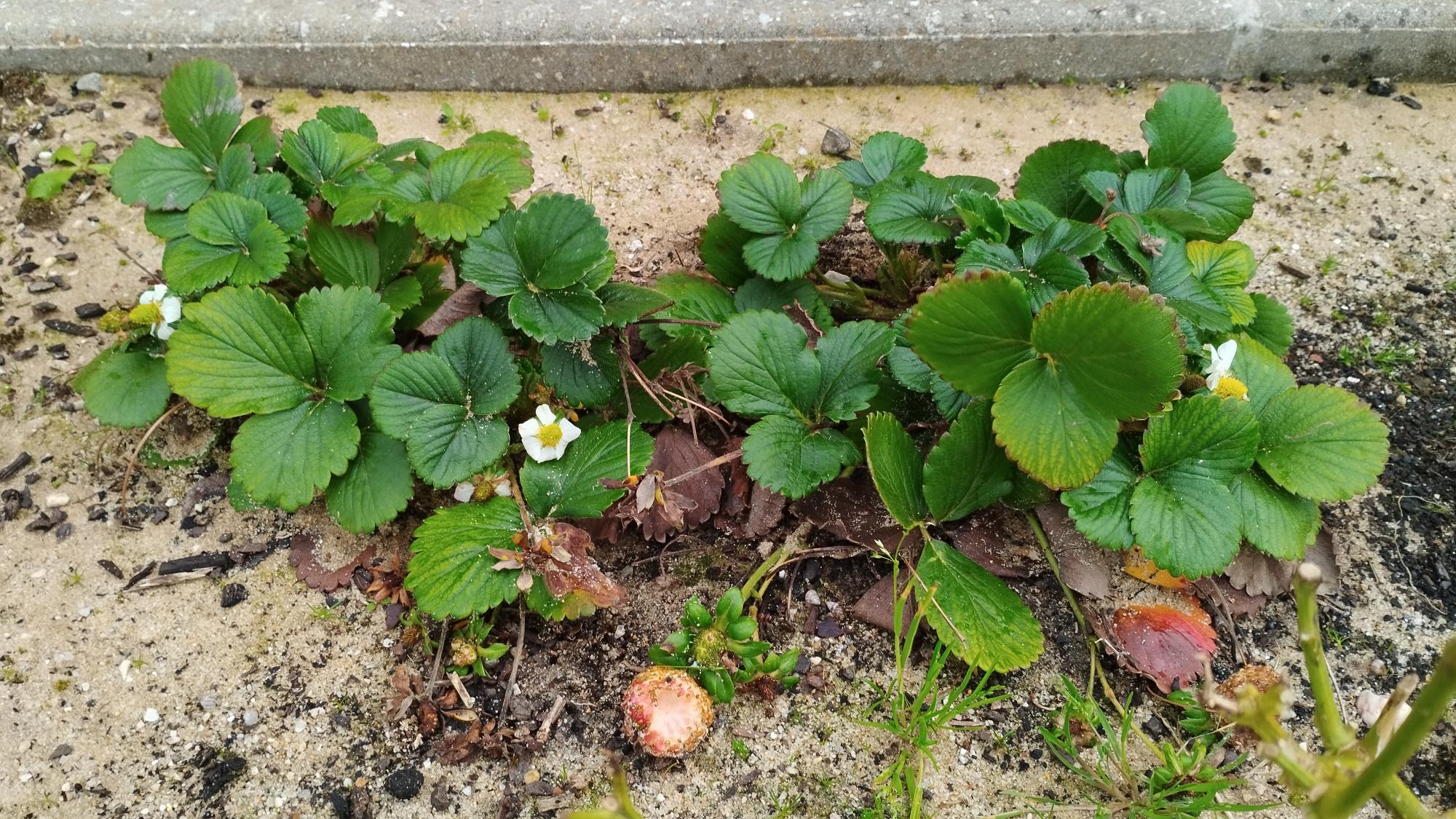 Foto que documenta o cultivo de morangos como iniciativa pedagógica voltada para a educação ambiental.