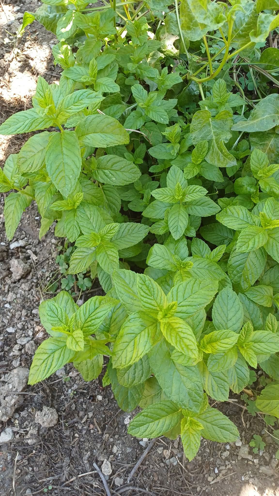 Hortelã bonita, fresca e bem desenvolvida. Eis o resultado de um cultivo cuidado com dedicação e paciência.