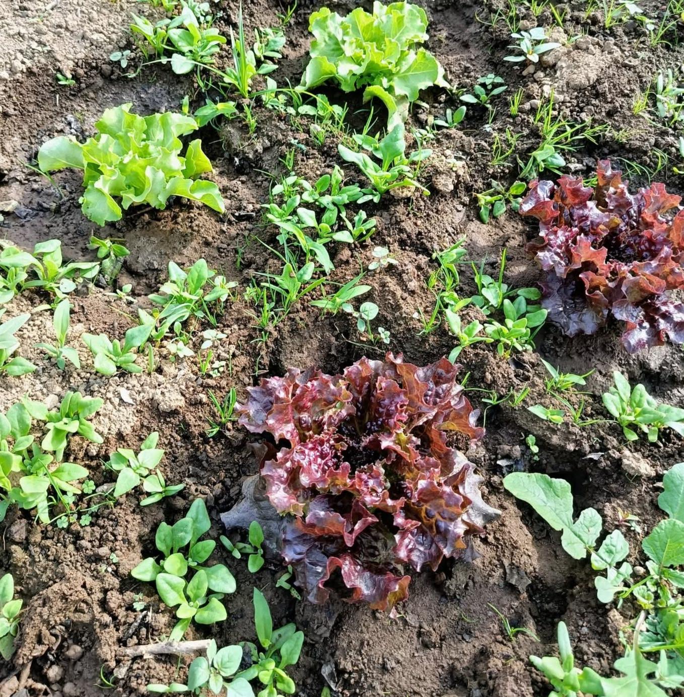 Alfaces e espinafres em desenvolvimento. Crescimento saudável e sustentável.