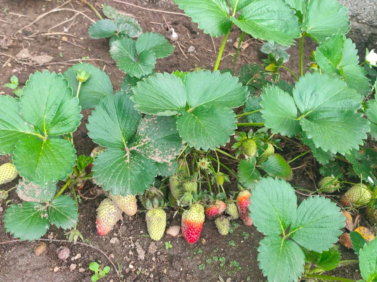 O resultado do cuidado em cada etapa do cultivo reflete-se na excelente produção com que os morangueiros nos presentearam.