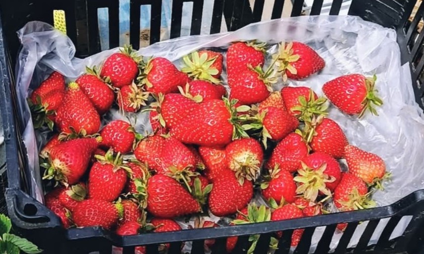 O resultado de um cultivo saudável é visível e a colheita, permitiu fornecer morangos a 13 turmas. Muito bom!