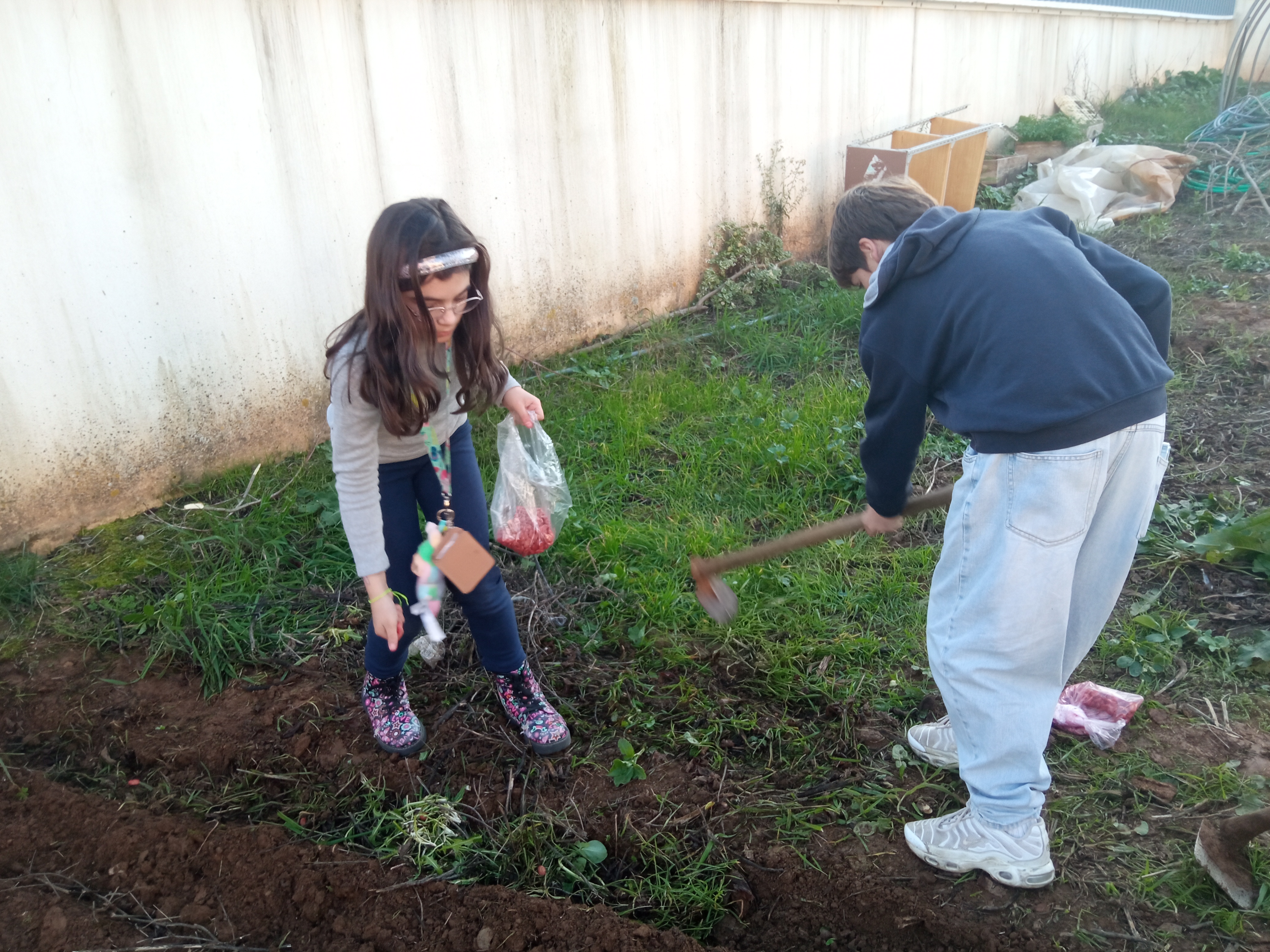 Sementeira de favas.