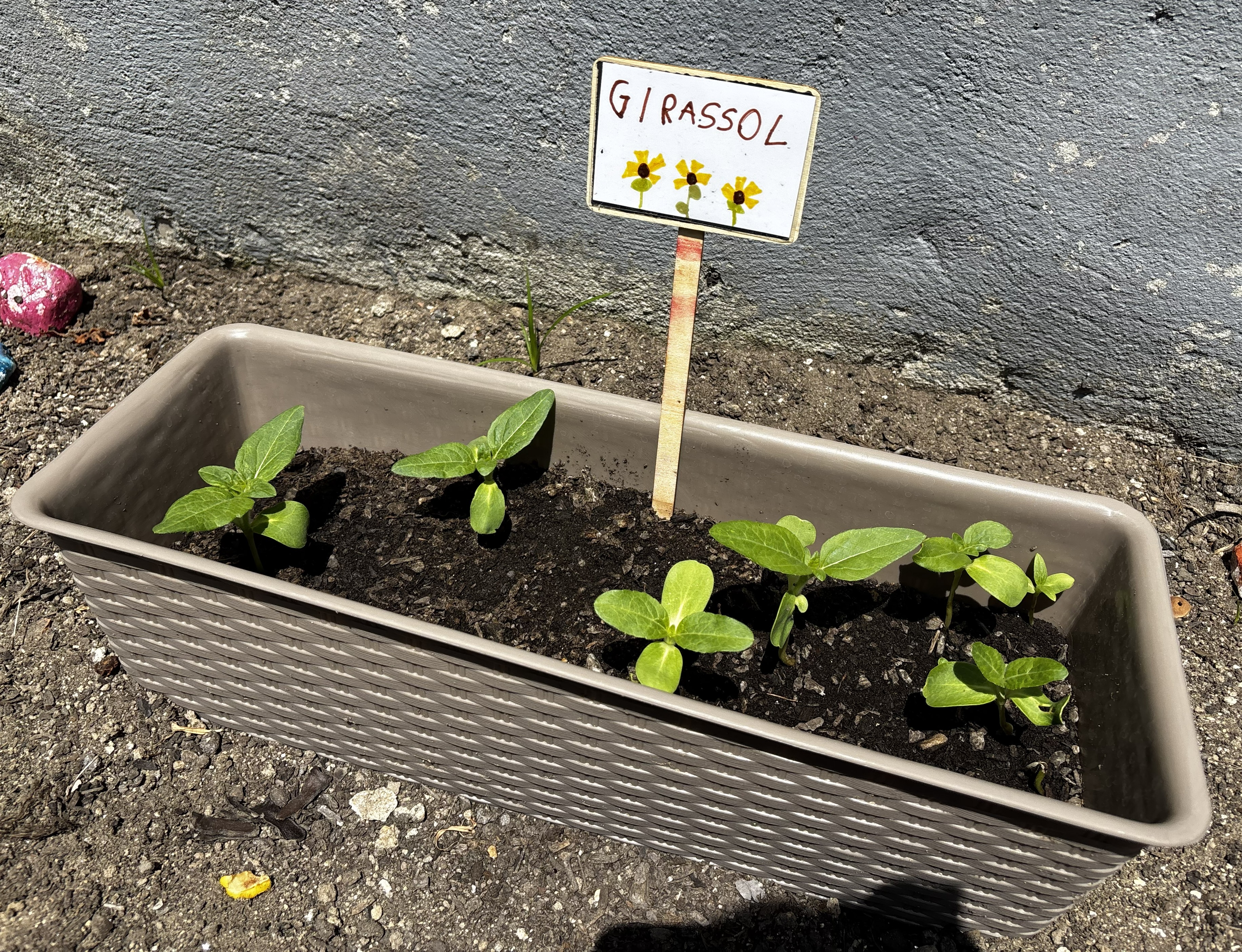 Plantação dos girassóis.
