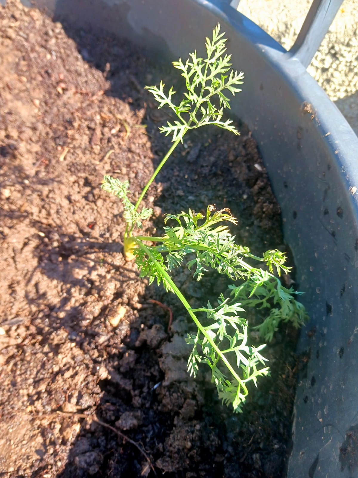 Plantação de cenouras