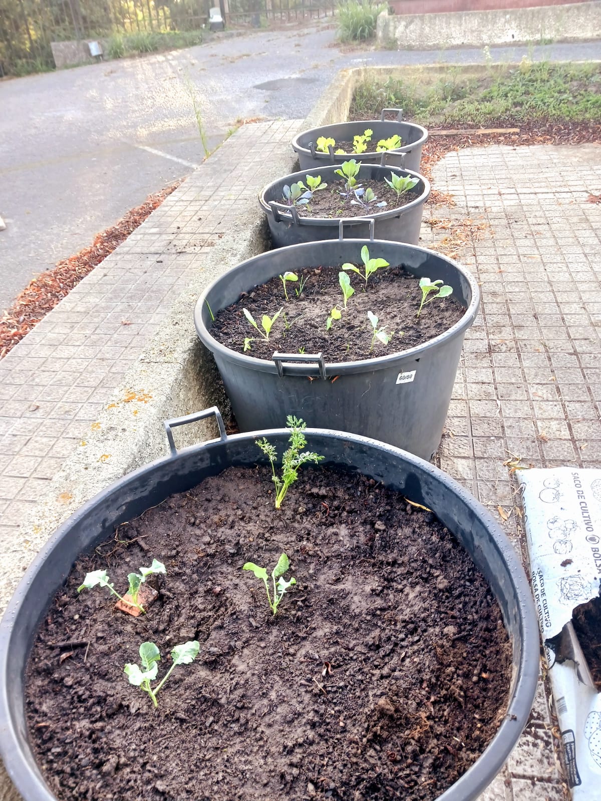 Fase inicial - primeiras plantações