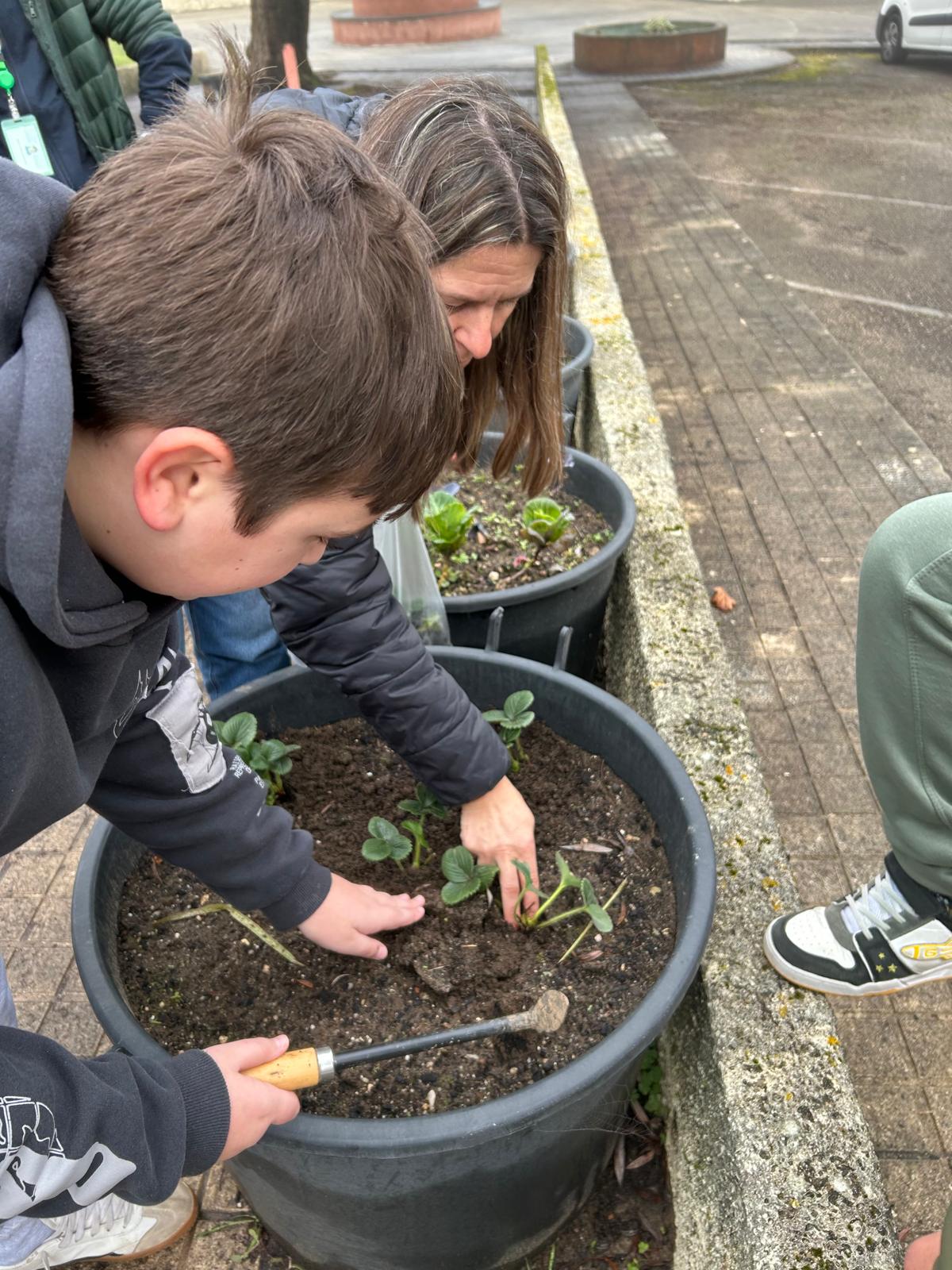 Plantação de morangos