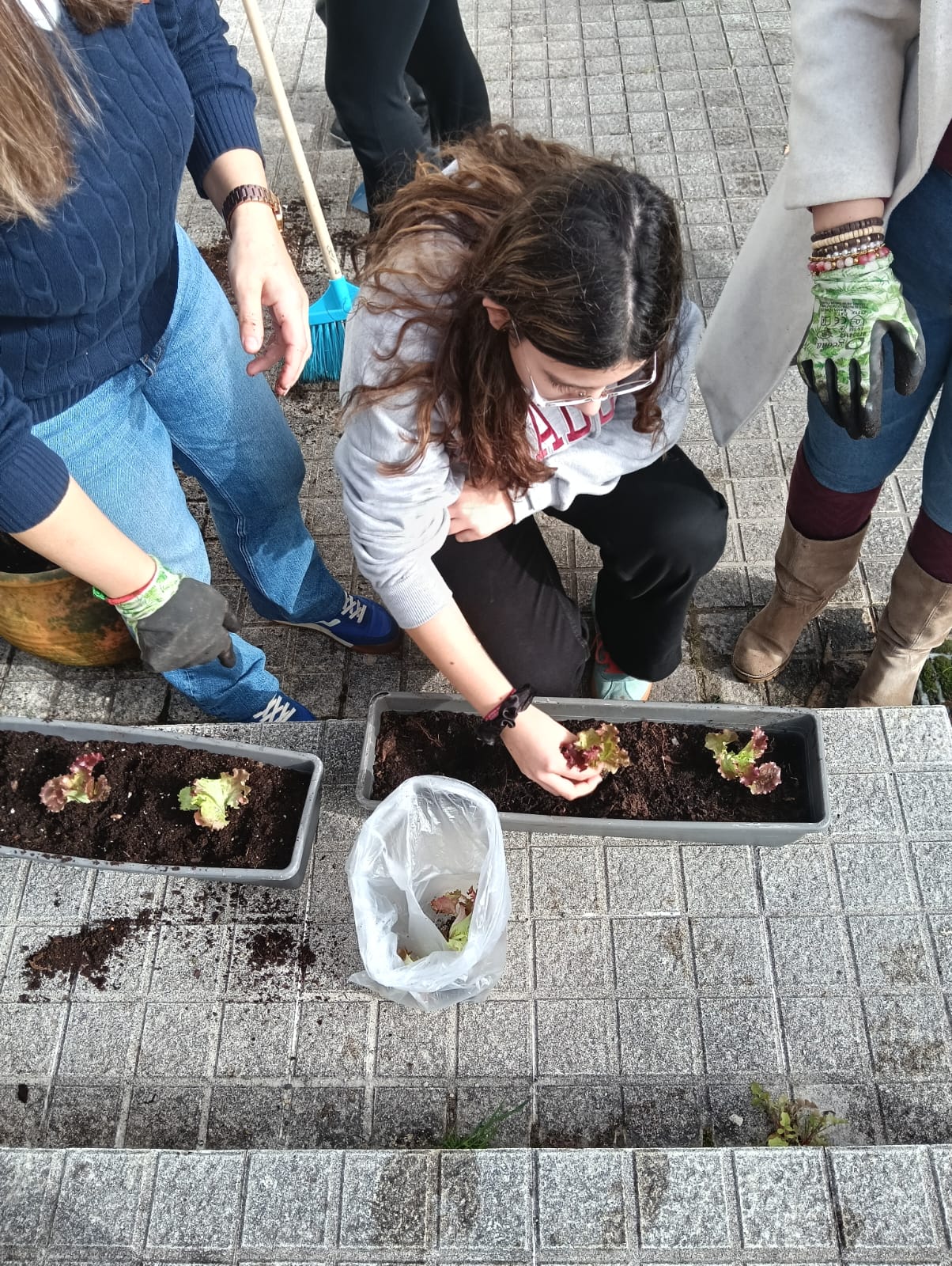 Alunos a preparar os vasos para colocar na estufa