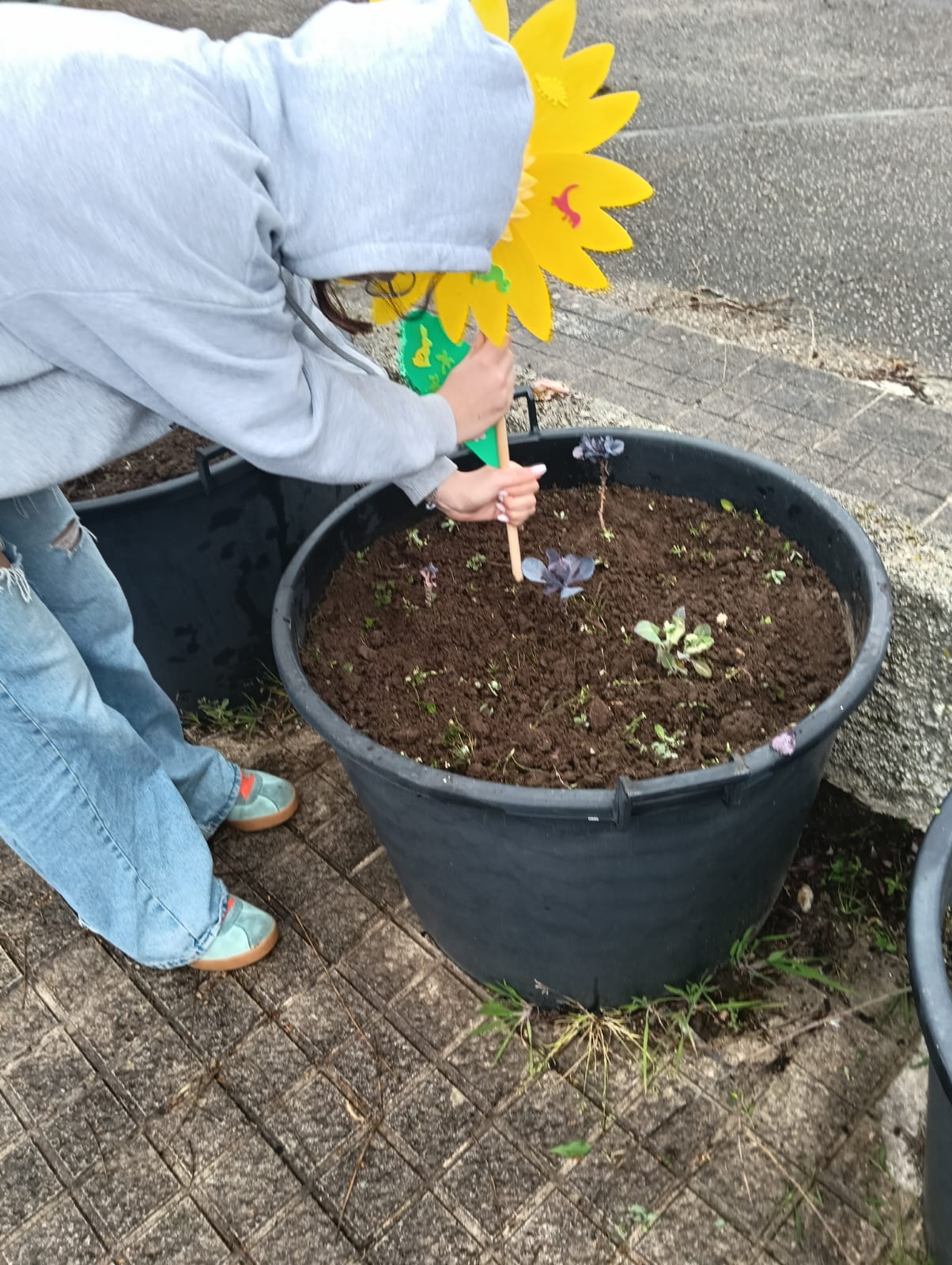 Colocação de girassóis - moinhos de vento