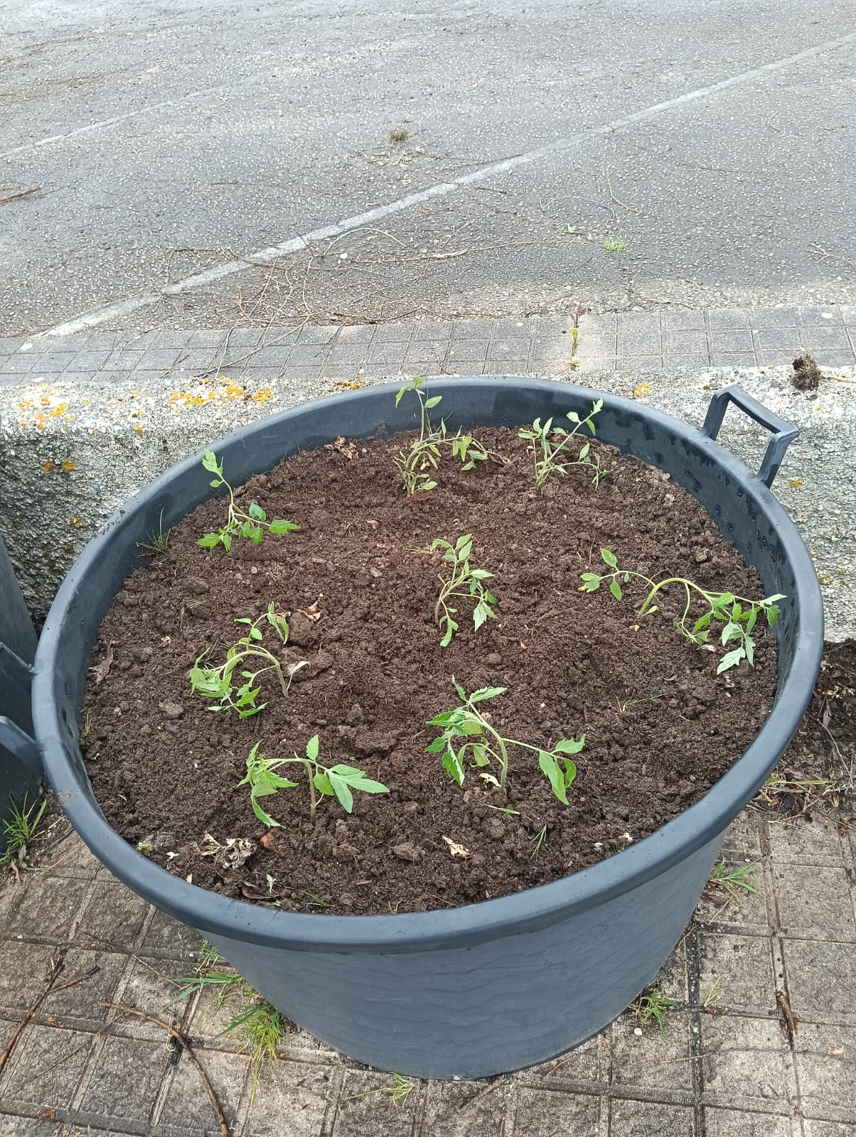Plantação de tomates
