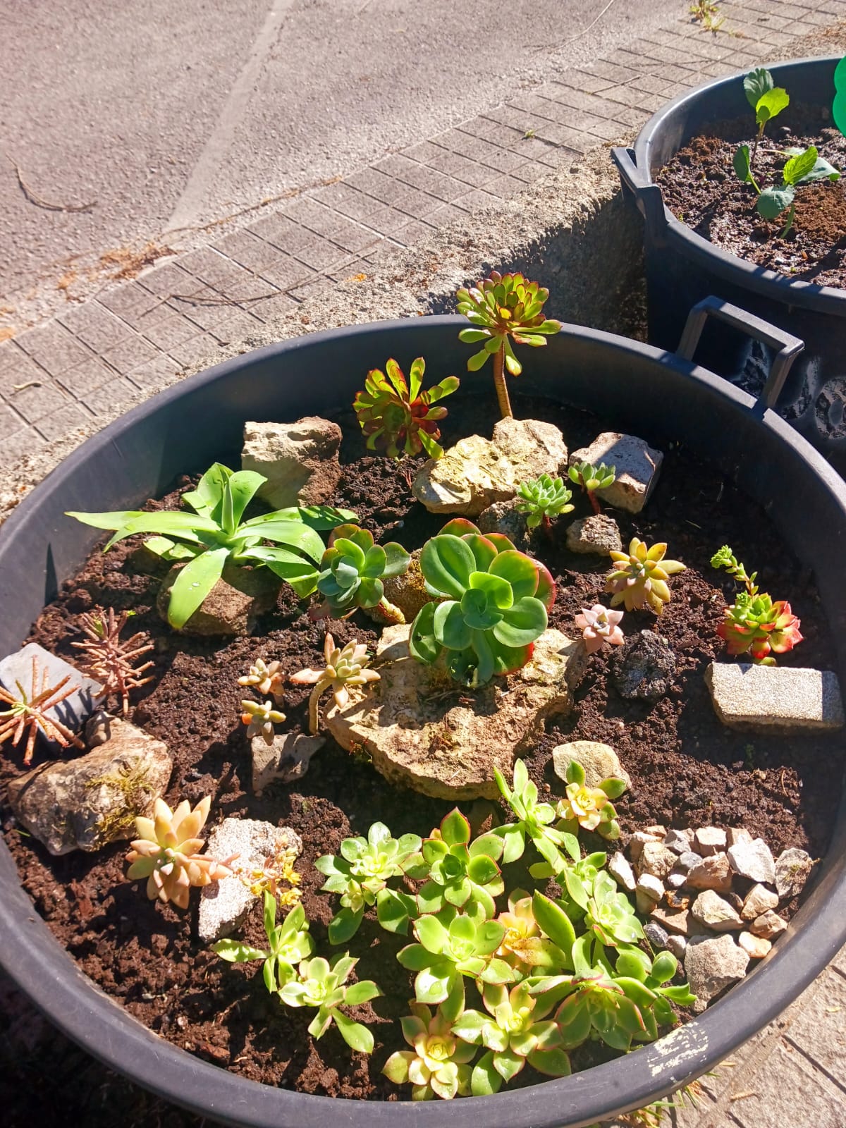 Cultura de suculentas