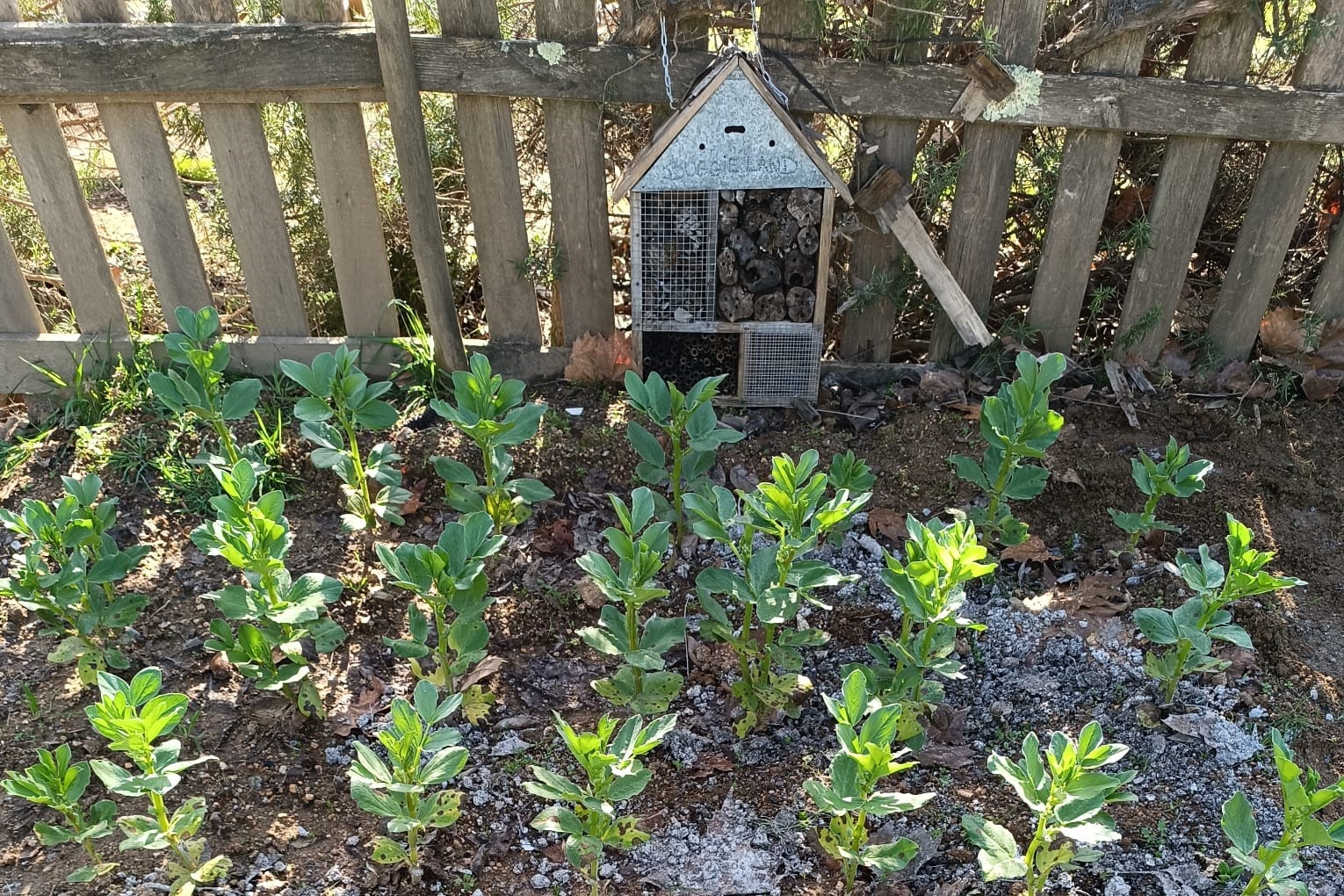 Favas em crescimento e hotel de insetos