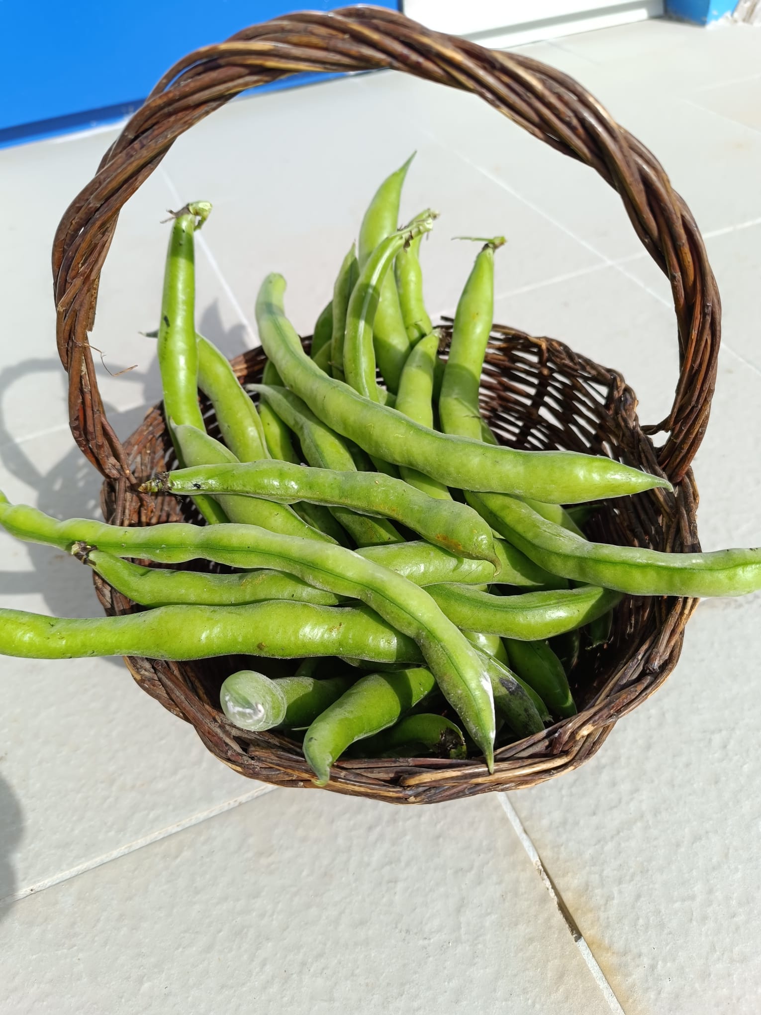 Cesto de recolha com favas